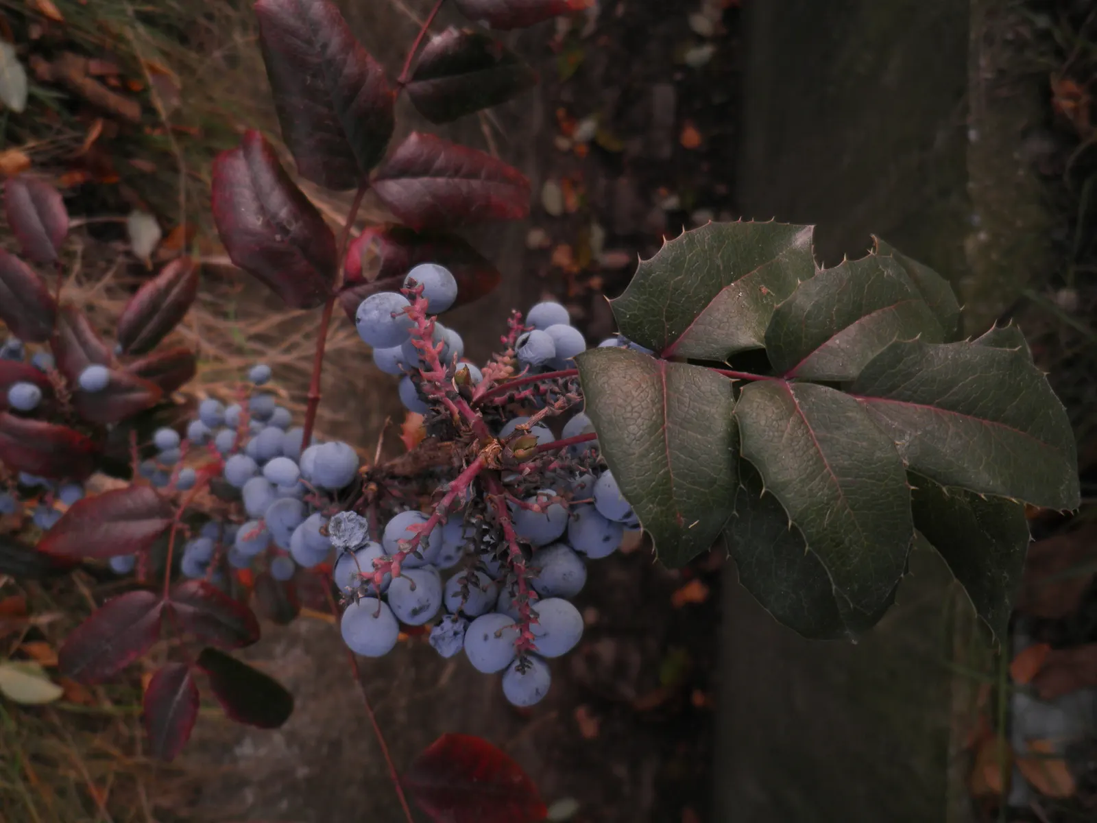Holly Grape (Mahonia Lomariifolia) — is an evergreen shrub known for its striking; it thrives in partial shade and well-drained soil, reaching heights of 10-15