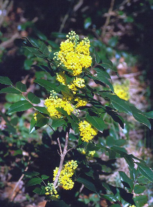 Holly Grape (Mahonia Lomariifolia) — This shrub makes for an exceptional understory planting or a naturalistic backdrop in shaded garden designs; these