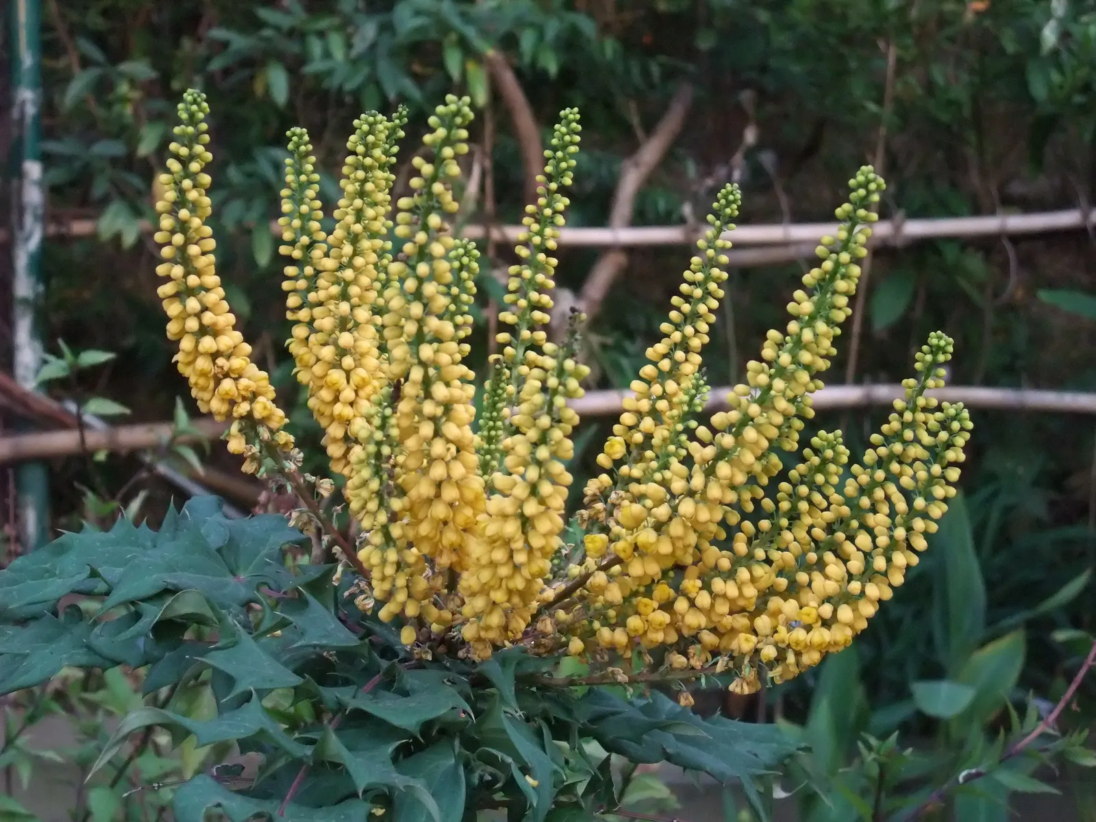 Holly Grape (Mahonia Lomariifolia) — This architectural plant boasts fragrant, yellow blooms in autumn, followed by blue-black berries