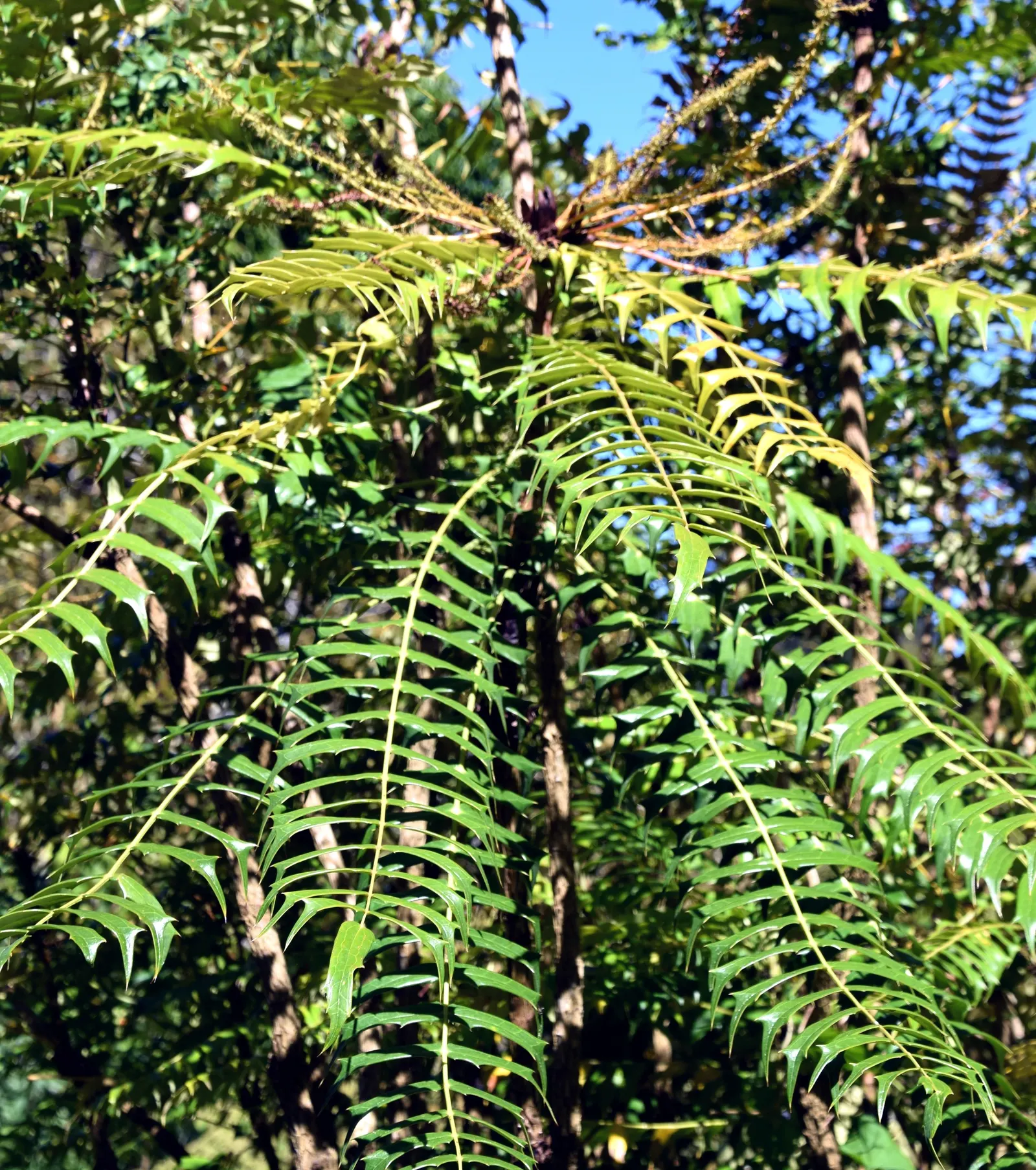 Holly Grape (Mahonia Lomariifolia) — It thrives in partial shade and well-drained soil, reaching heights of 10-15 feet with a spread of 5-7 feet; this