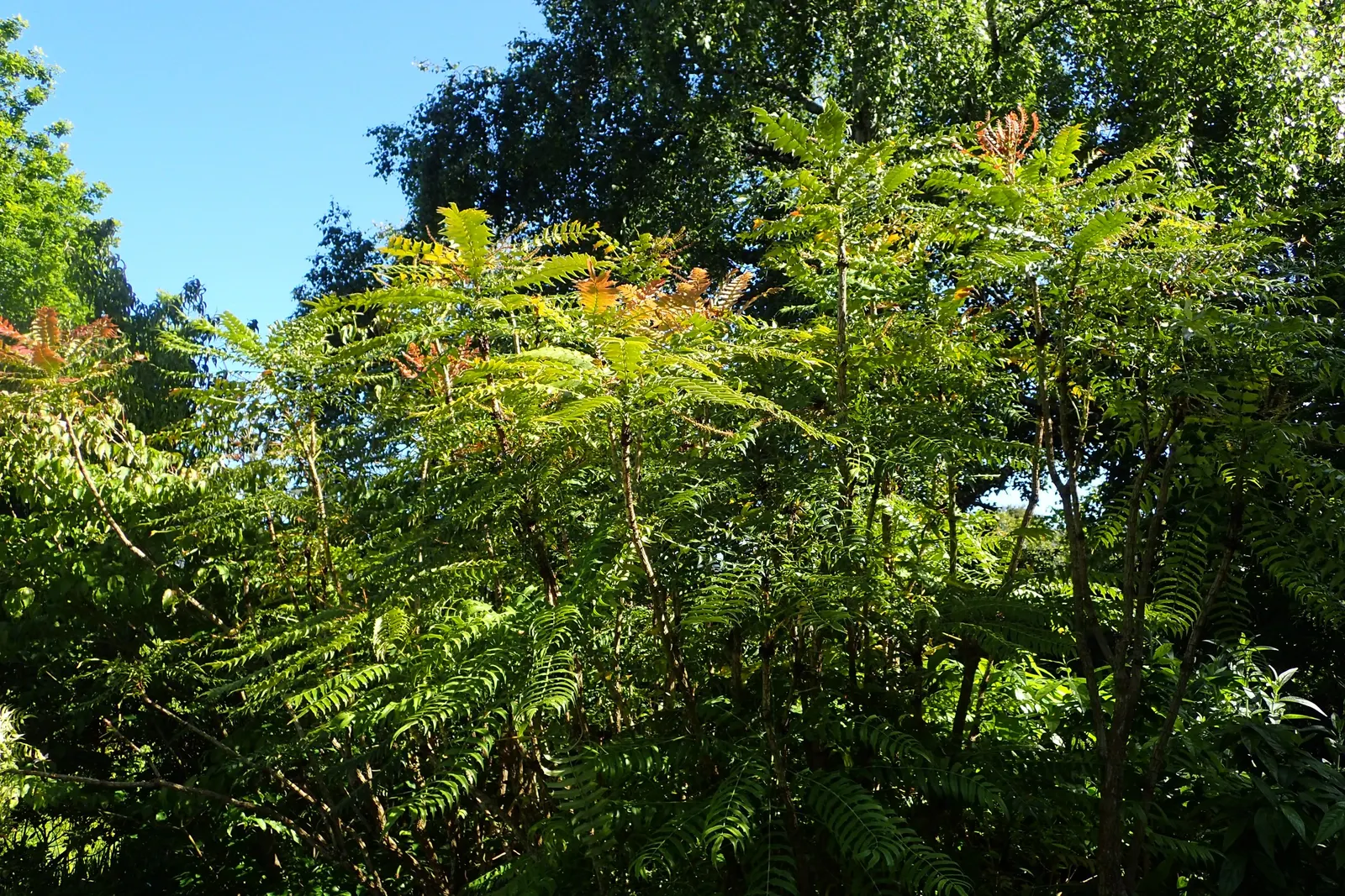 Holly Grape (Mahonia Lomariifolia) — pinnate leaves that can grow up to 18 inches in length