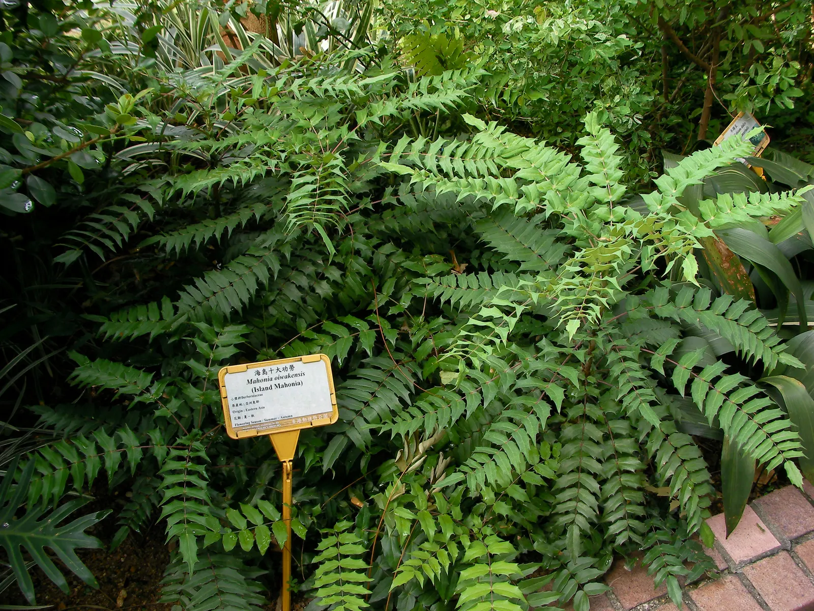 Holly Grape (Mahonia Lomariifolia) — broadleaf evergreen / shrub with yellow blooms; whose deep green hue contrasts sharply with the plant's bright-yellow