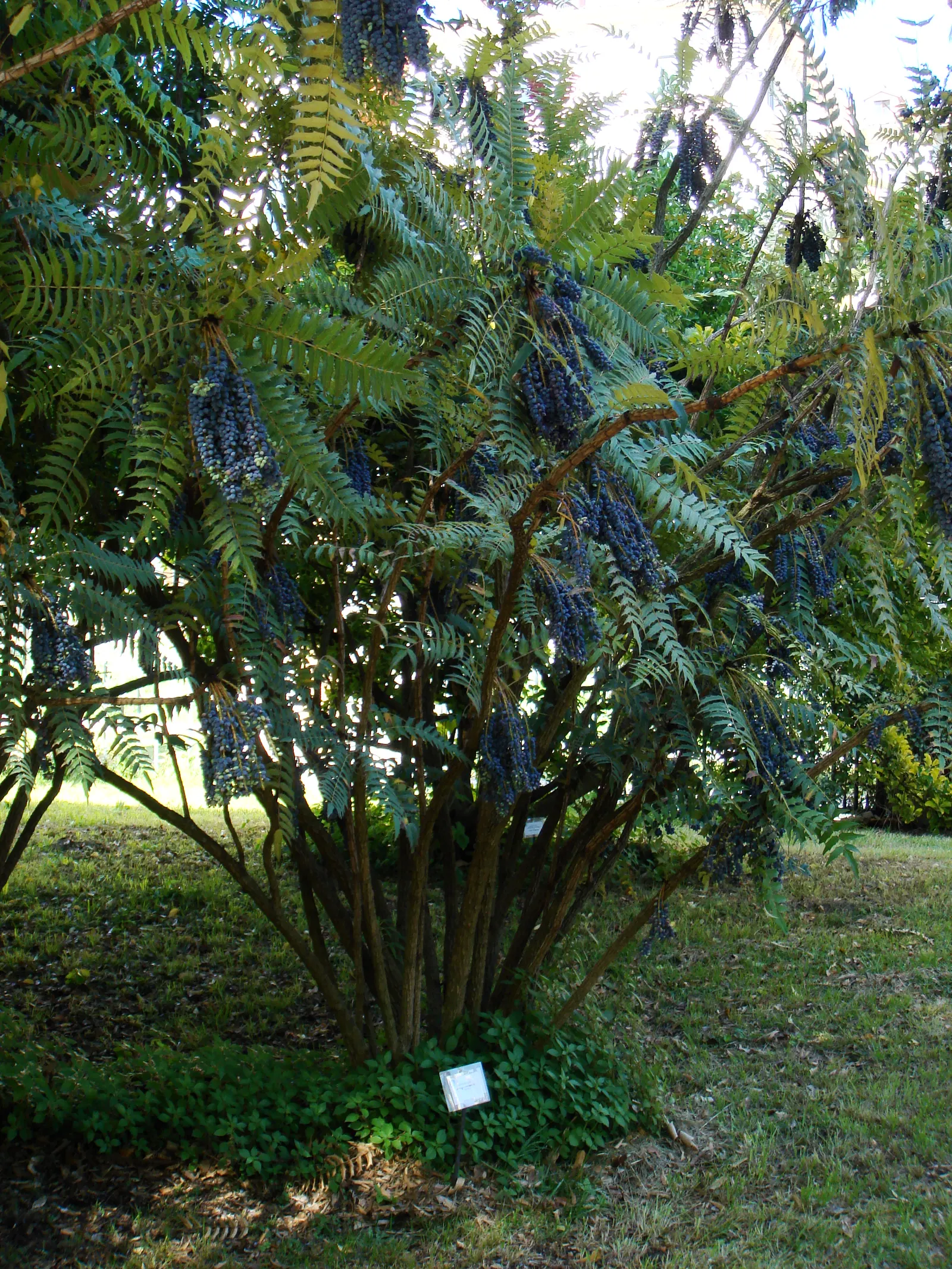 Holly Grape (Mahonia Lomariifolia) — this robust plant commands attention with its glossy