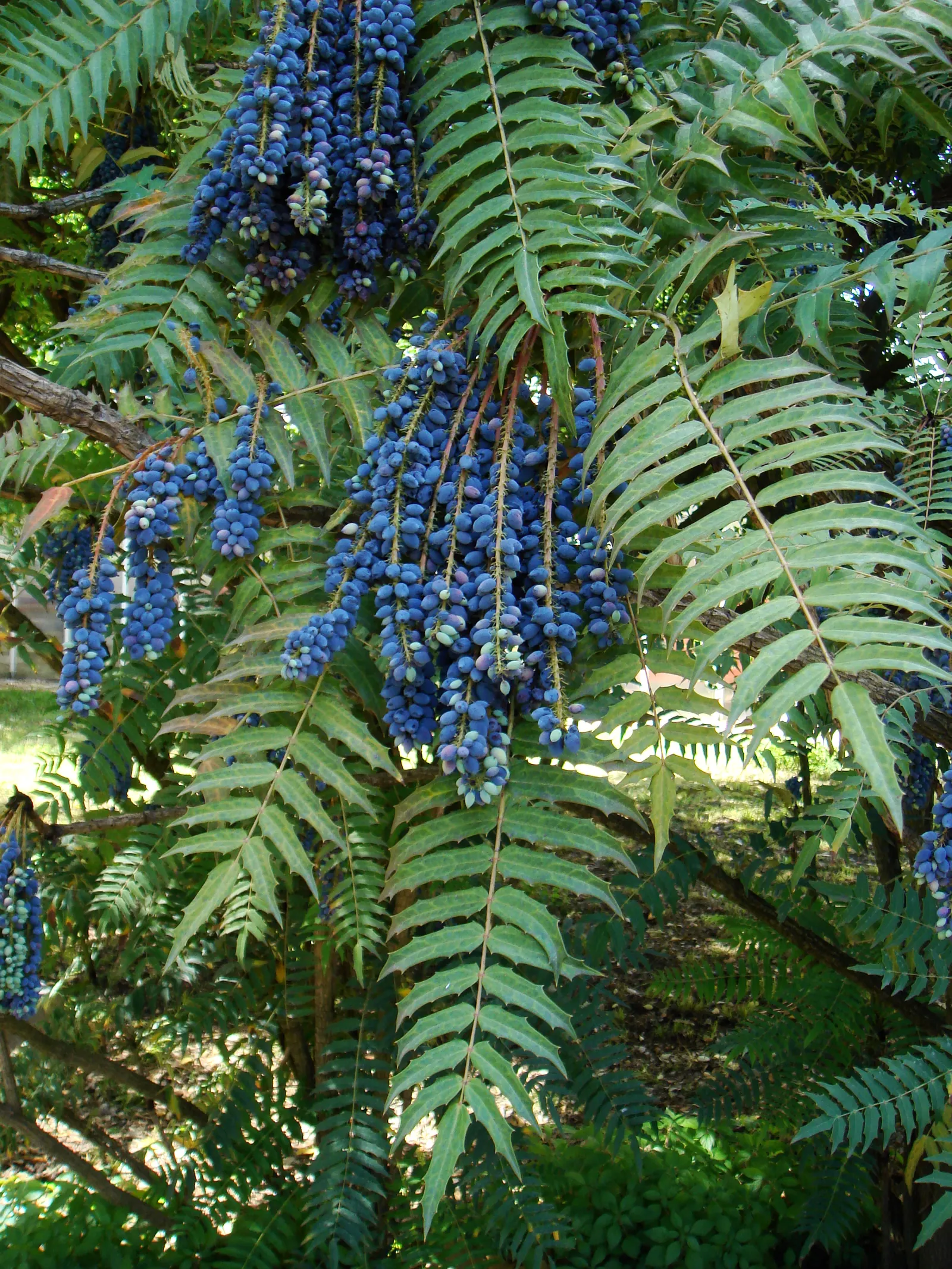 Holly Grape (Mahonia Lomariifolia) — and its low-maintenance character is appealing to both the designer and the client looking for long-lasting, image 63