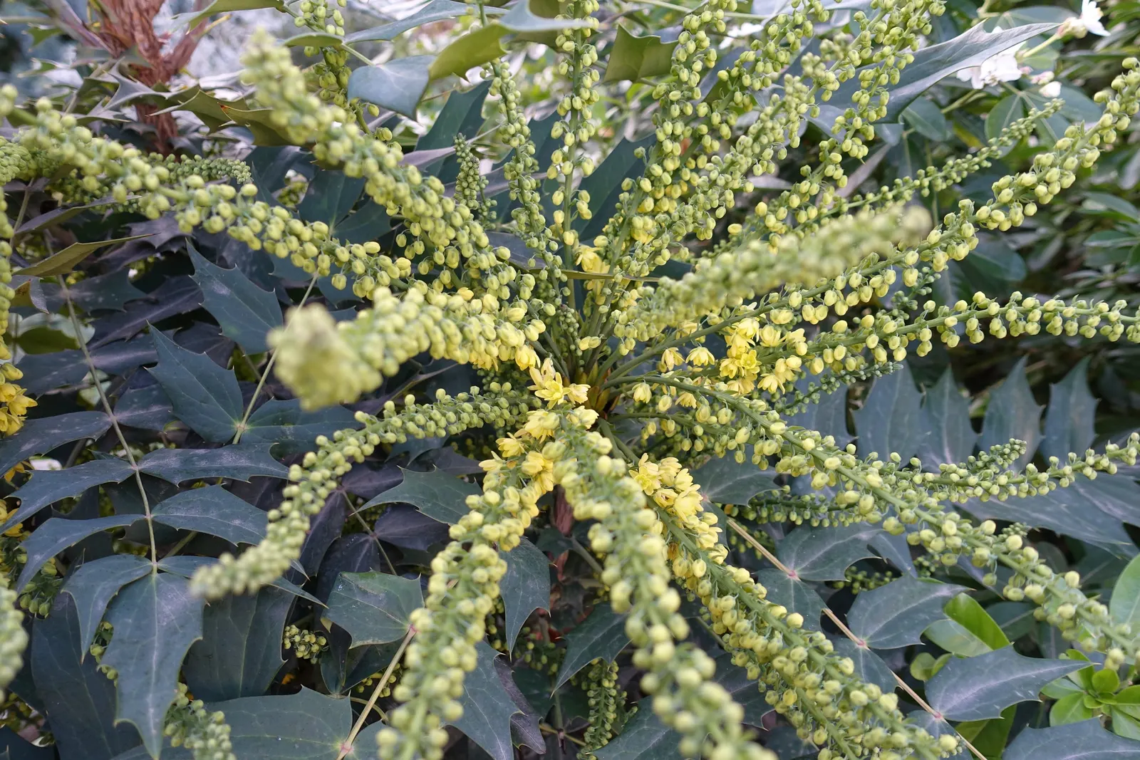 Holly Grape (Mahonia Lomariifolia) — broadleaf evergreen / shrub with yellow blooms