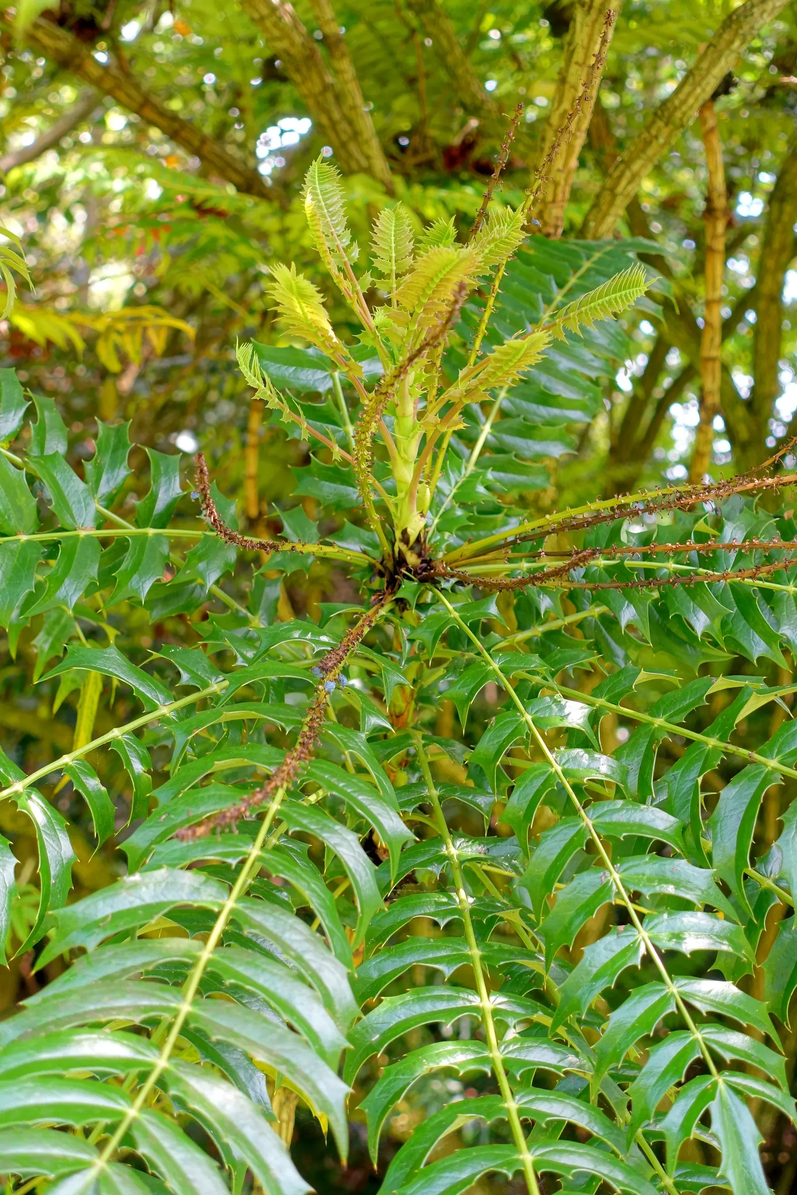 Holly Grape (Mahonia Lomariifolia) — blue-black berries that attract birds; the Holly Grape produces grape-like, image 59
