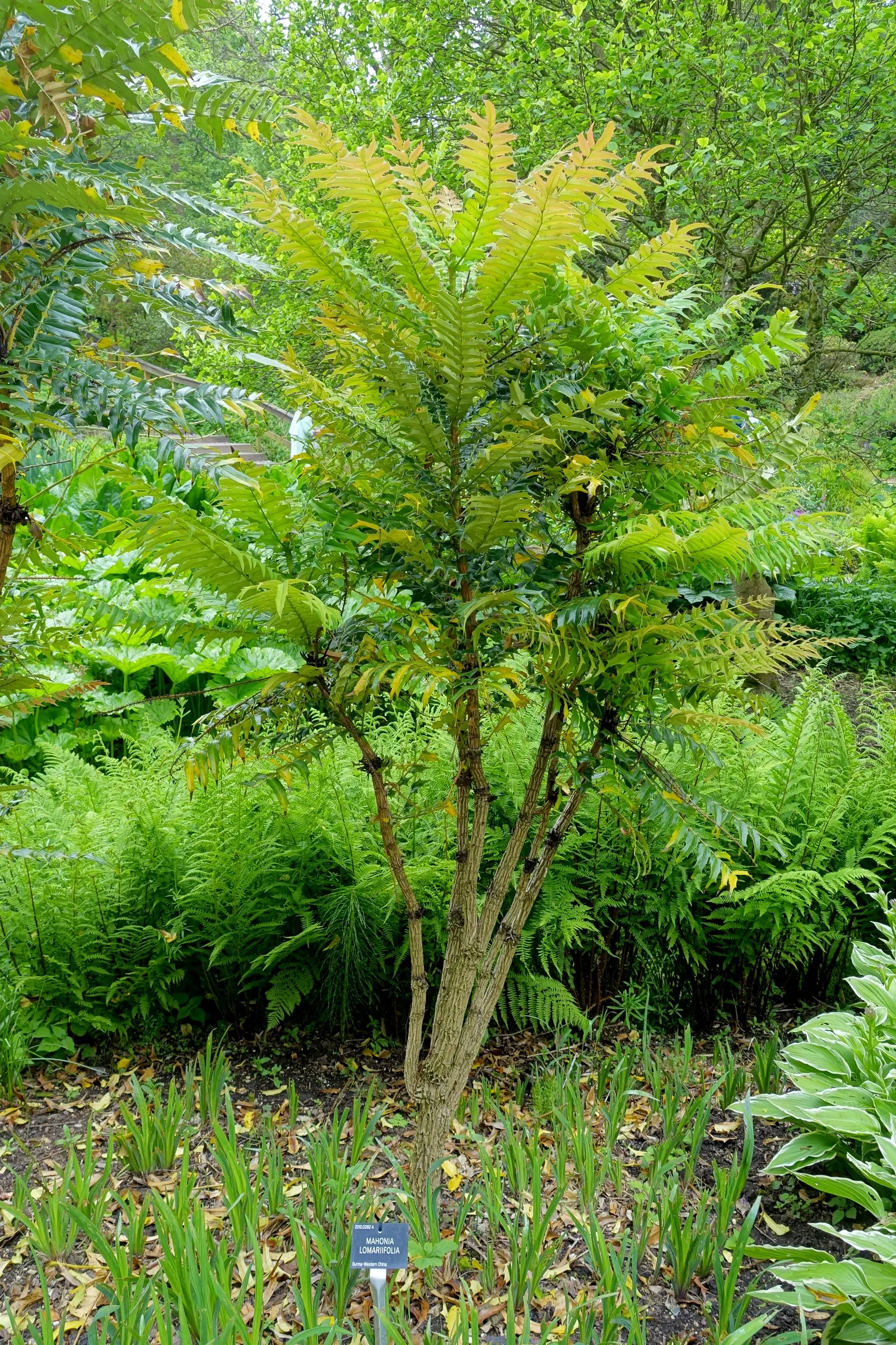 Holly Grape (Mahonia Lomariifolia) — is a striking evergreen shrub that brings both visual interest and structural definition to the landscape, image 51