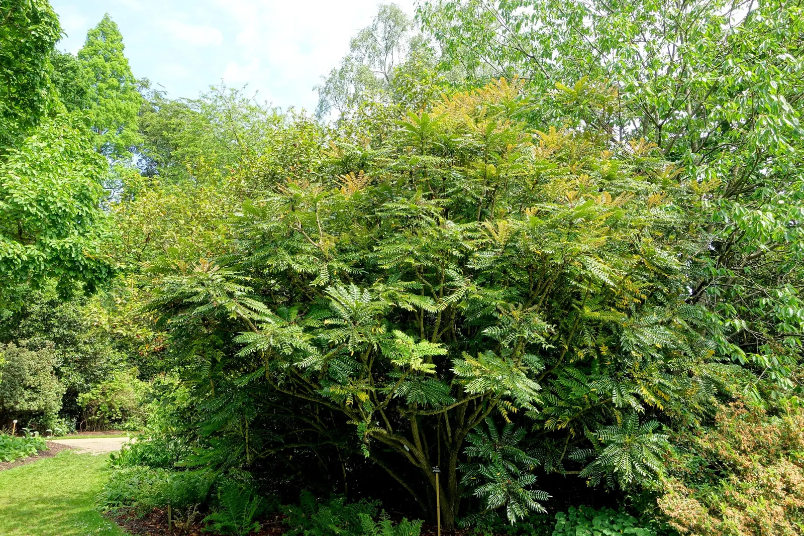 Holly Grape (Mahonia Lomariifolia) — Each holly-like leaf is composed of spiny leaflets; its natural habitat spans from the lush environments of, image 55