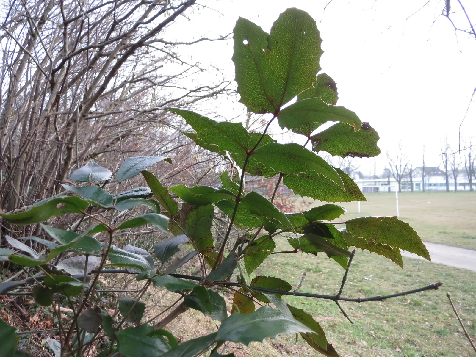 Holly Grape (Mahonia Lomariifolia) — holly-like foliage reaching up to 18 inches long; each holly-like leaf is composed of spiny leaflets