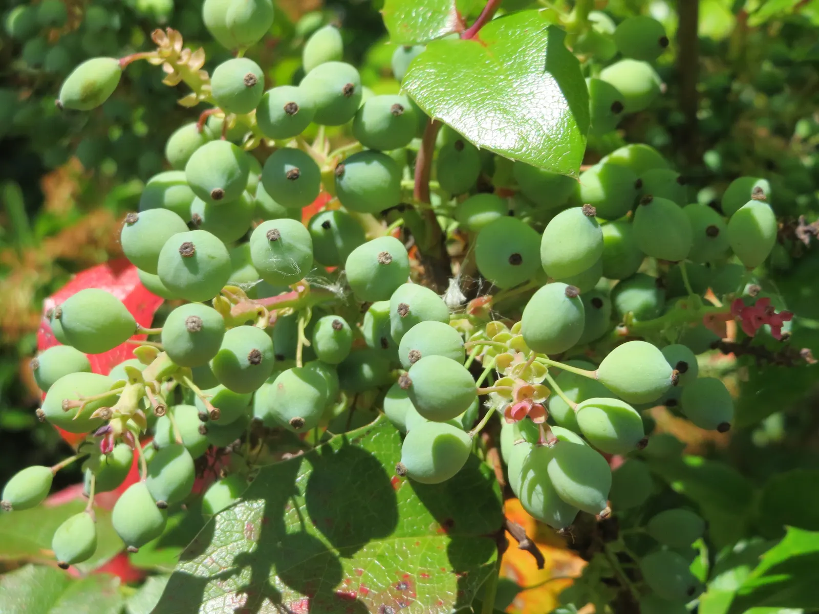 Holly Grape (Mahonia Lomariifolia) — scientifically known as Mahonia lomariifolia; it is hardy in USDA zones 7 through 9, showcasing moderate drought tolerance