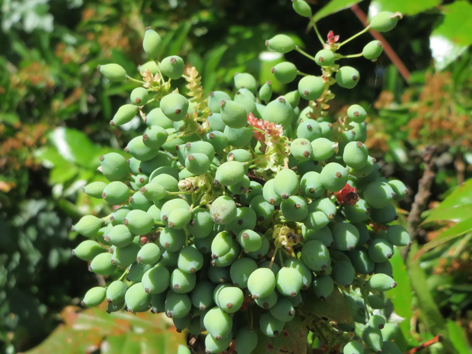 Holly Grape (Mahonia Lomariifolia) — holly-like foliage reaching up to 18 inches long