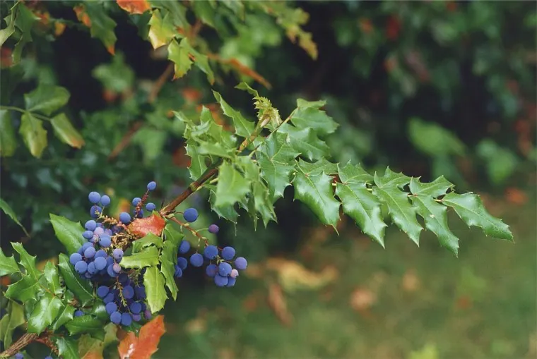 Holly Grape (Mahonia Lomariifolia) — It is hardy in USDA zones 7 through 9, showcasing moderate drought tolerance once established; scientifically known as