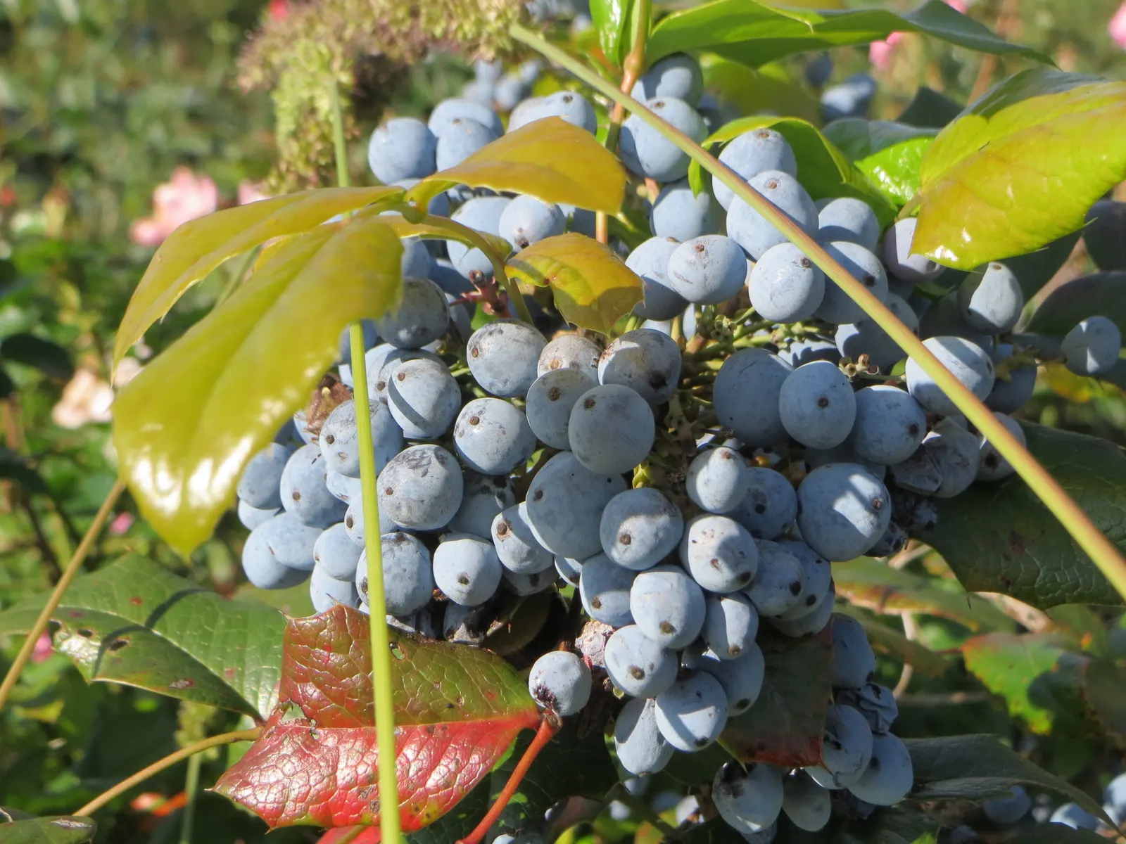 Holly Grape (Mahonia Lomariifolia) — yellow flowers in the garden