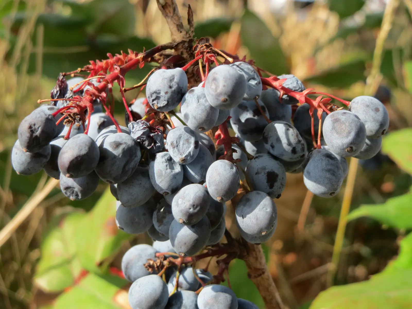 Holly Grape (Mahonia Lomariifolia) — Each holly-like leaf is composed of spiny leaflets; its natural habitat spans from the lush environments of China to the