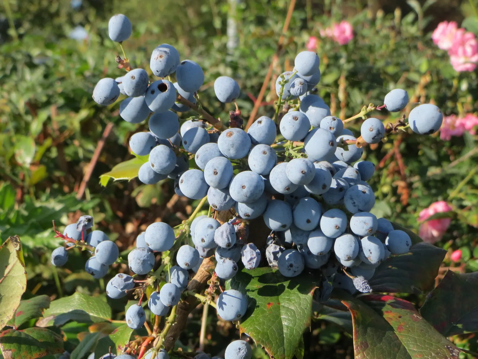 Holly Grape (Mahonia Lomariifolia) — the Holly Grape produces grape-like
