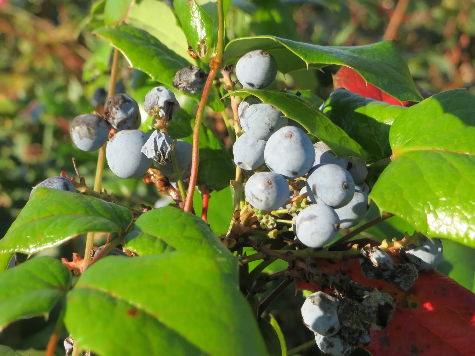 Holly Grape (Mahonia Lomariifolia) — Each holly-like leaf is composed of spiny leaflets