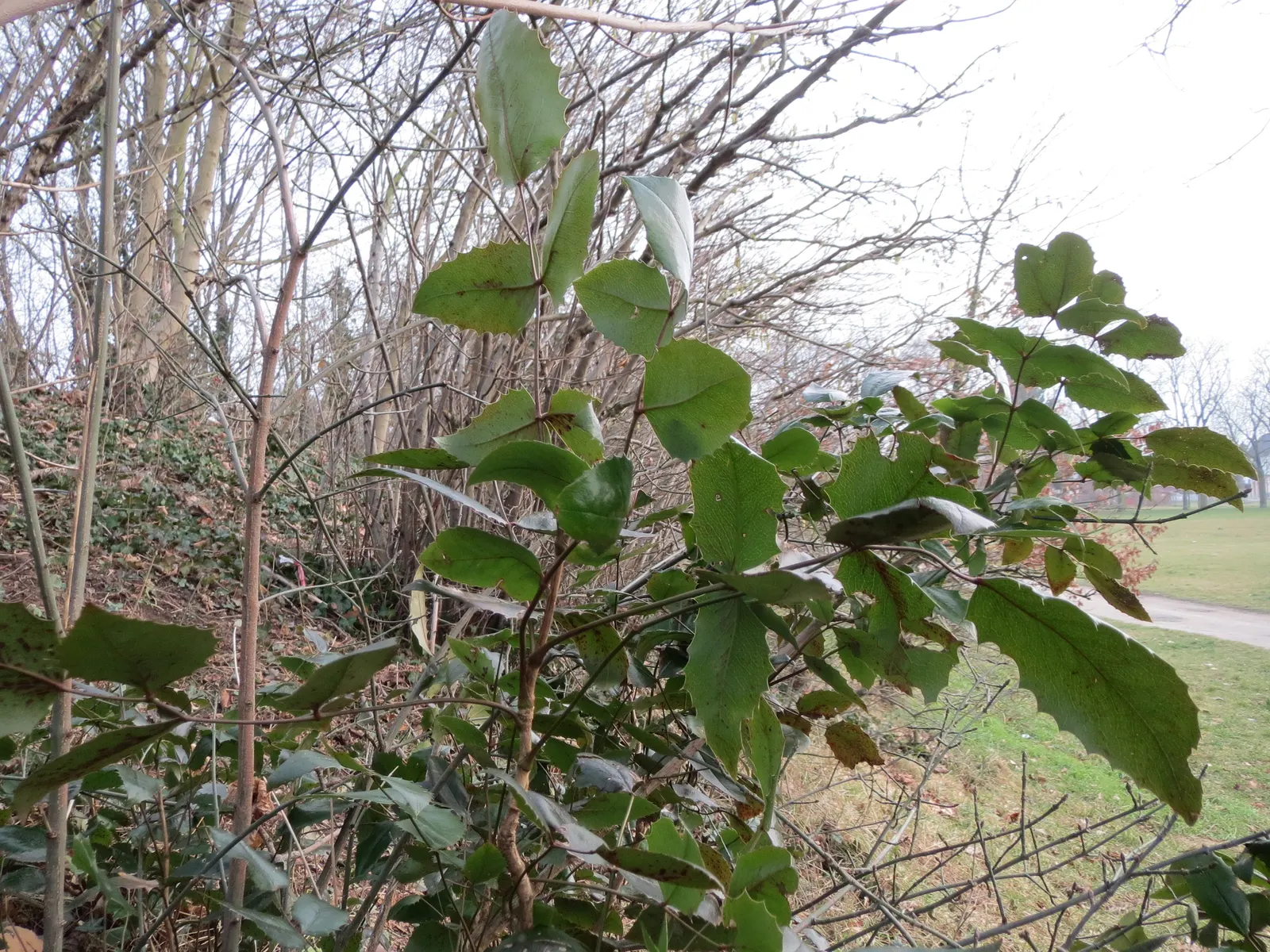 Holly Grape (Mahonia Lomariifolia) — is a striking evergreen shrub that brings both visual interest and structural definition to the landscape