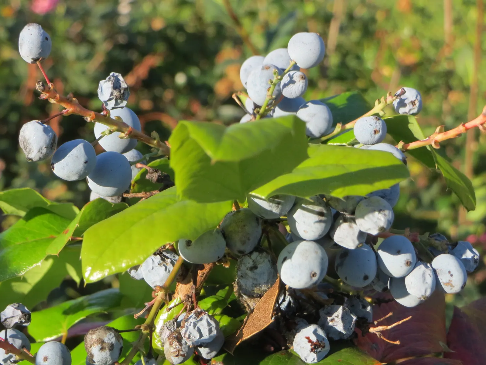 Holly Grape (Mahonia Lomariifolia) — and its low-maintenance character is appealing to both the designer and the client looking for long-lasting