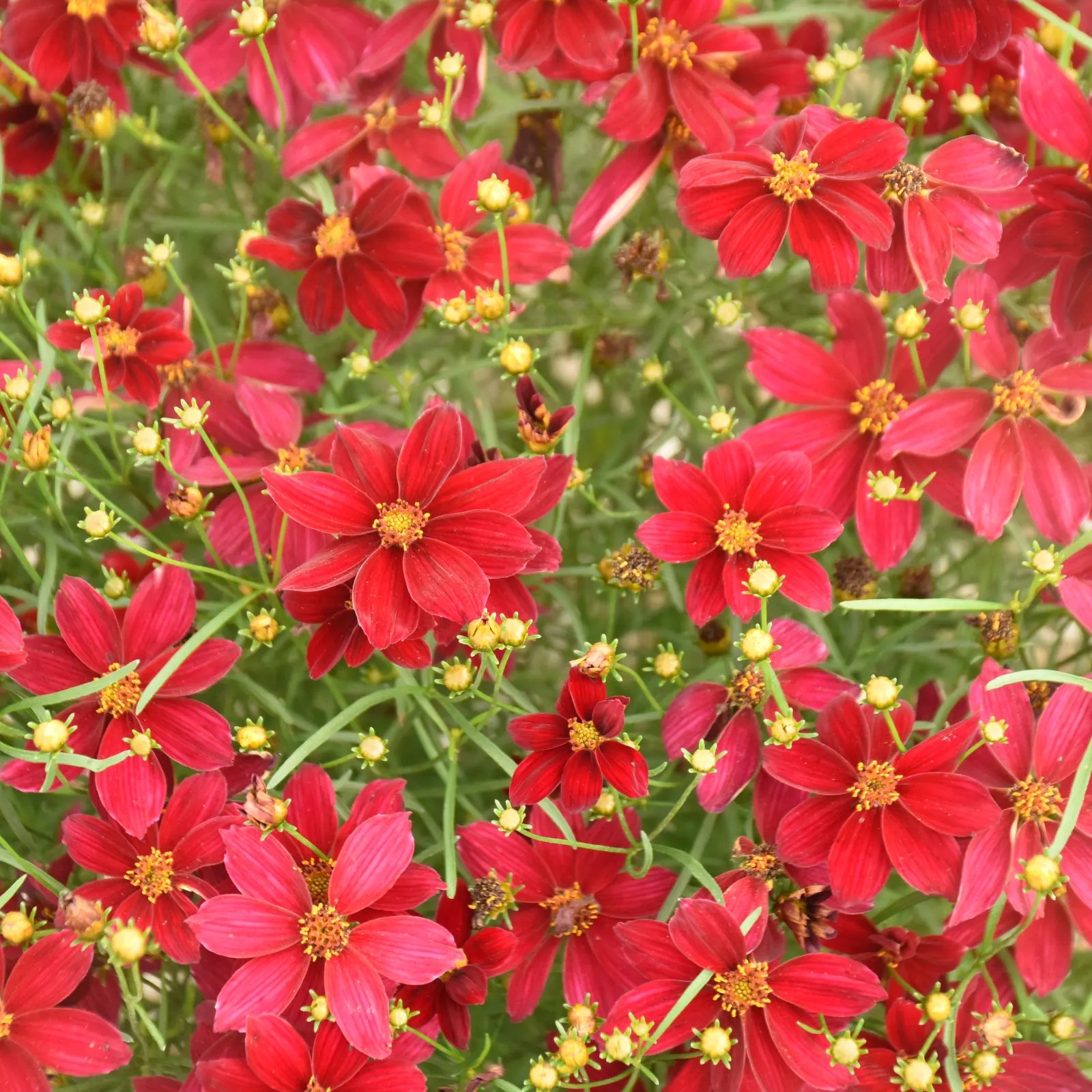 'Scarlet Ribbons' Threadleaf Coreopsis (Coreopsis verticillata) — It grows 16-18 inches tall and spreads 16-20 inches
