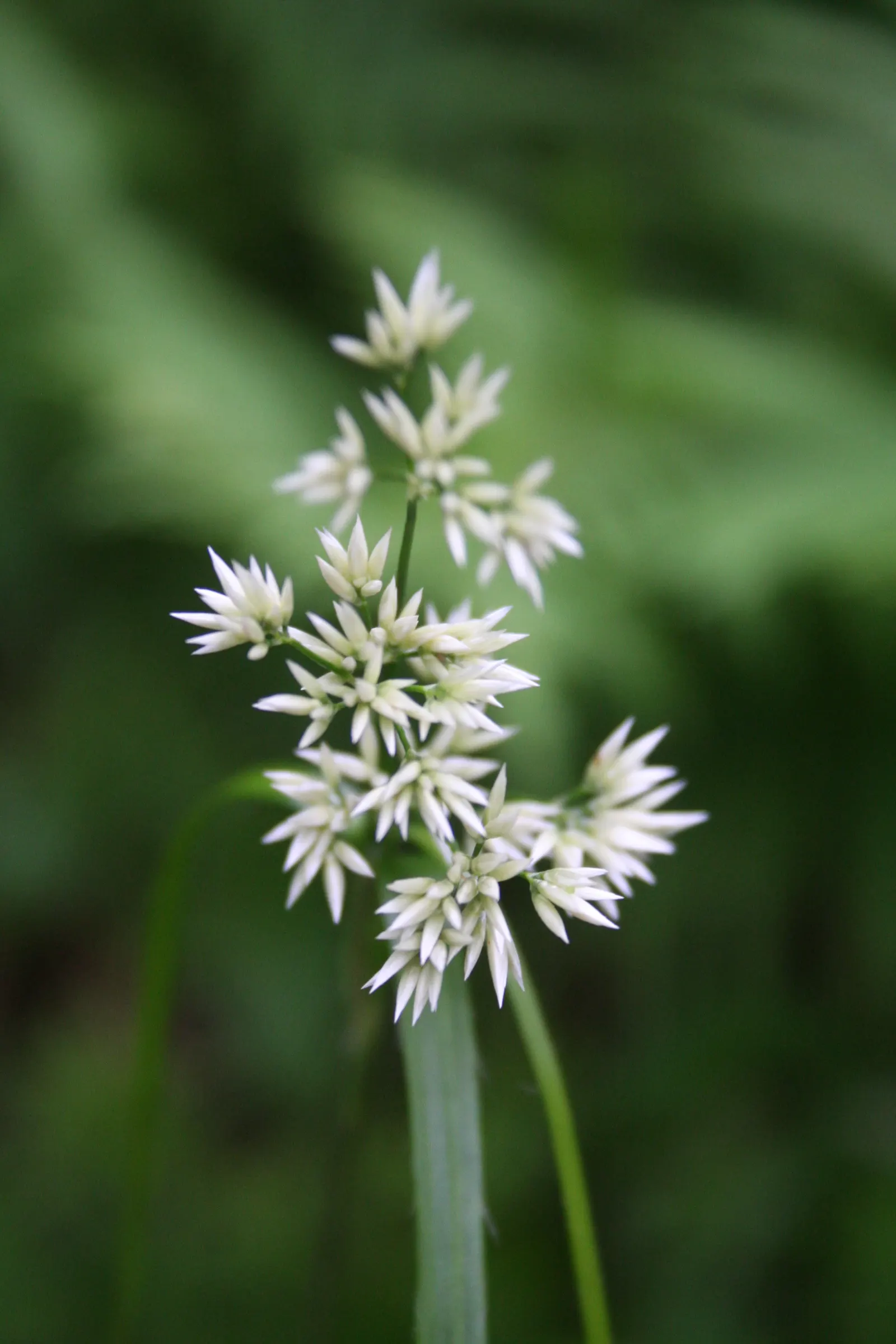 Snowy Wood Rush (Luzula Nivea) — more commonly known as Snowy Wood Rush; this clumping perennial stands 12-18 inches tall, thriving in part shade to full sun