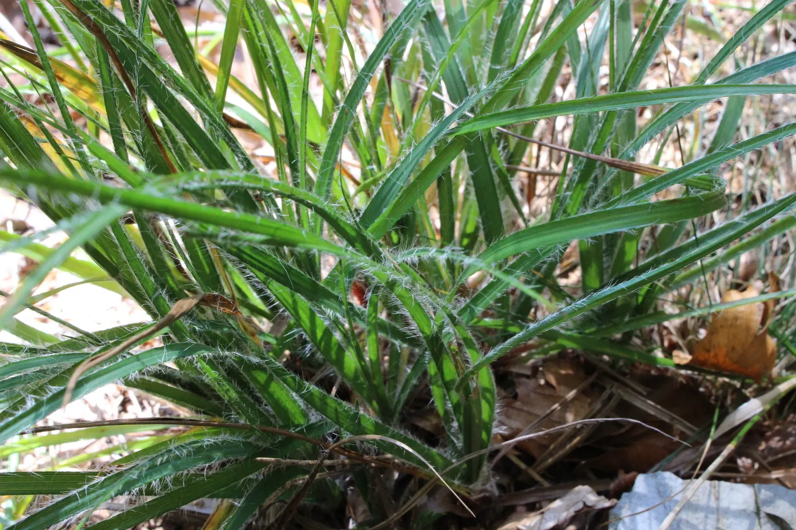 Snowy Wood Rush (Luzula Nivea) — This clumping perennial stands 12-18 inches tall, thriving in part shade to full sun