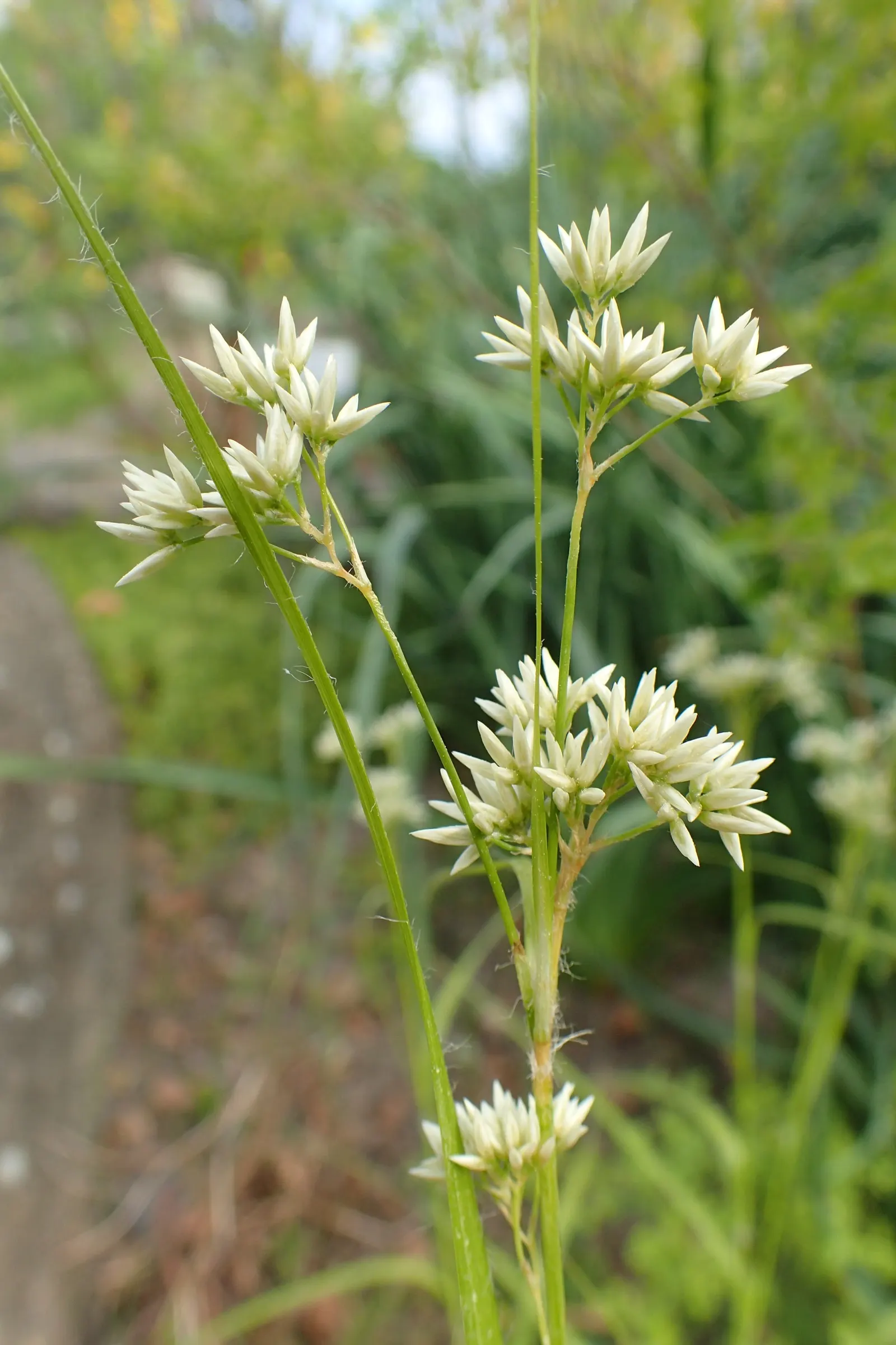 Snowy Wood Rush (Luzula Nivea) — it's a favored choice for naturalistic and woodland garden designs