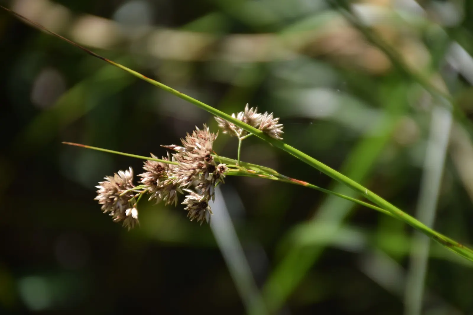 Snowy Wood Rush (Luzula Nivea) — Each leaf blade reaches approximately 1/2 to 3/4 inch wide and can extend up to 12 inches long