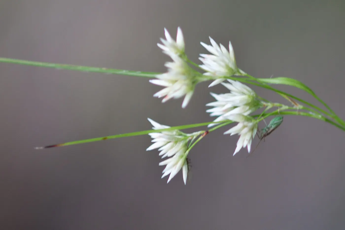 Snowy Wood Rush (Luzula Nivea) — Each leaf blade reaches approximately 1/2 to 3/4 inch wide and can extend up to 12 inches long; clump-forming perennial that
