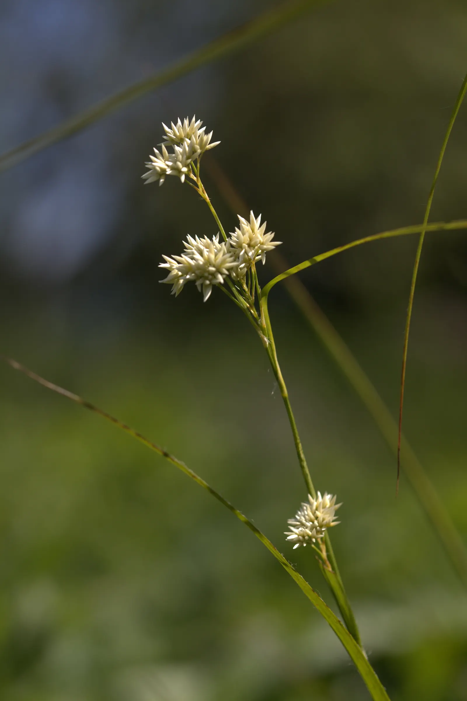 Snowy Wood Rush (Luzula Nivea) — grass with white blooms