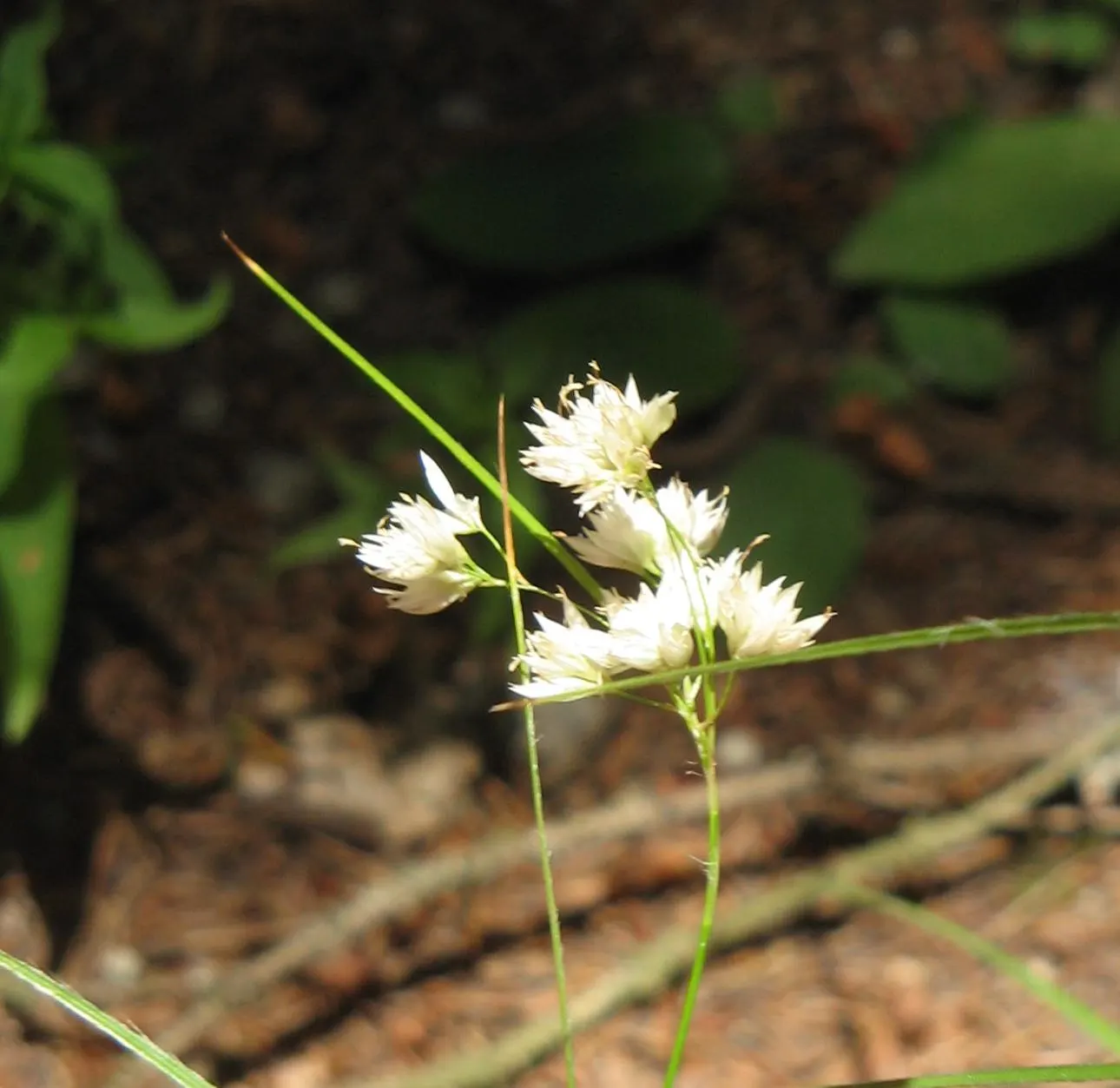 Snowy Wood Rush (Luzula Nivea) — grass for full or half or shade