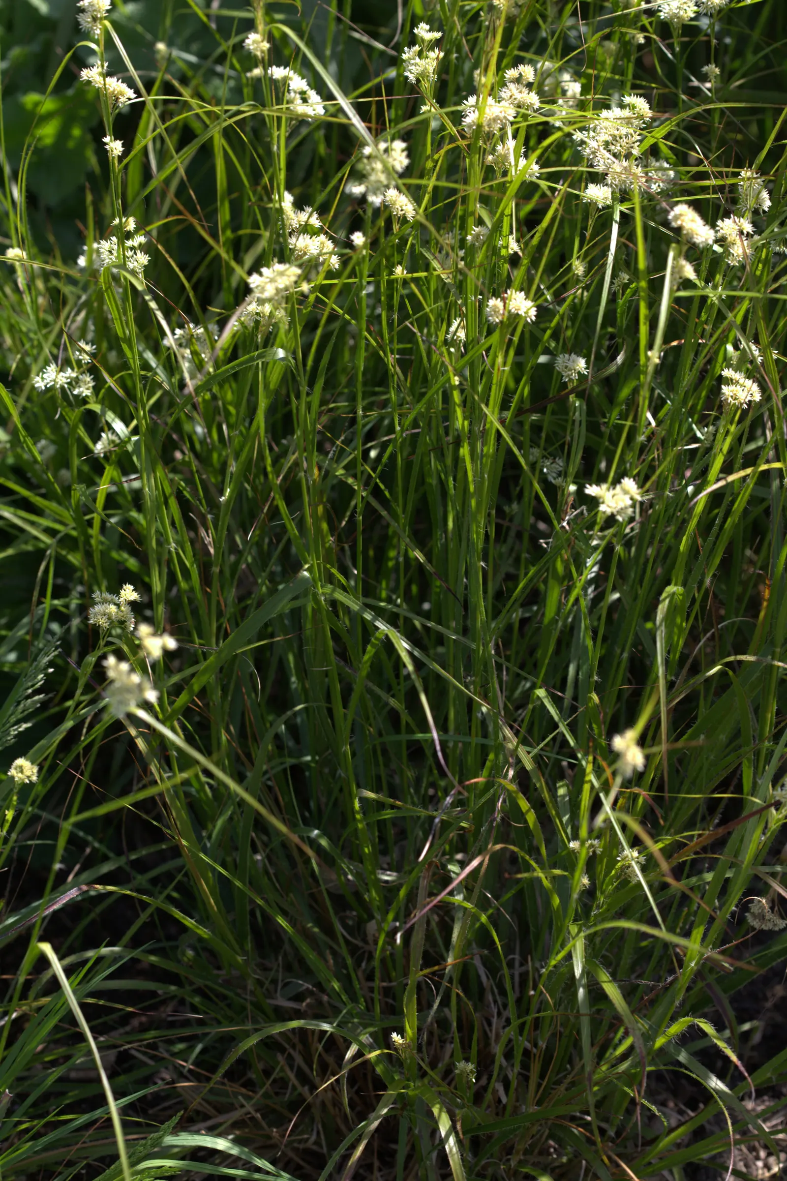Snowy Wood Rush (Luzula Nivea) — white flowers in the garden