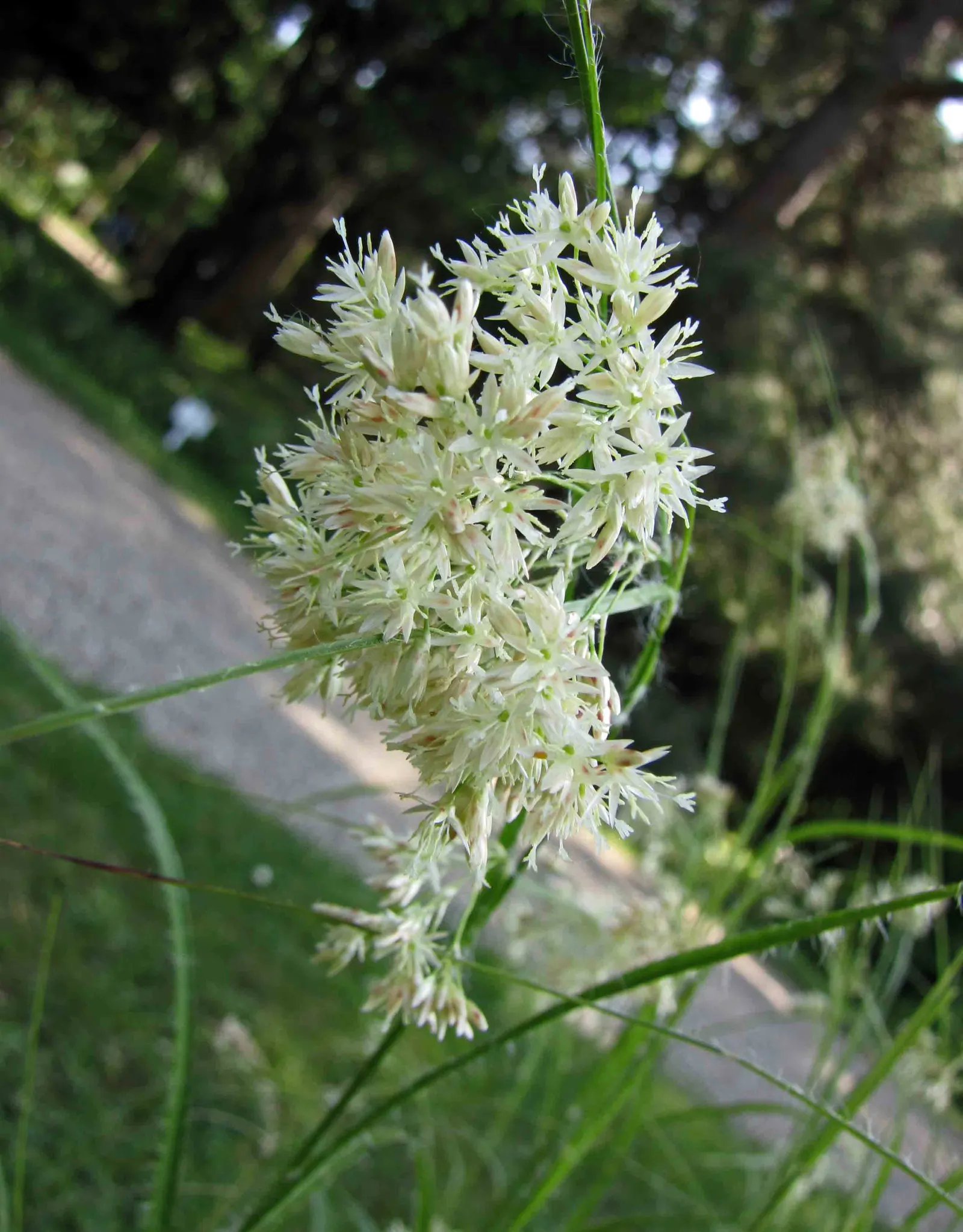 Snowy Wood Rush (Luzula Nivea) — although the occasional division every few years helps maintain its vigor