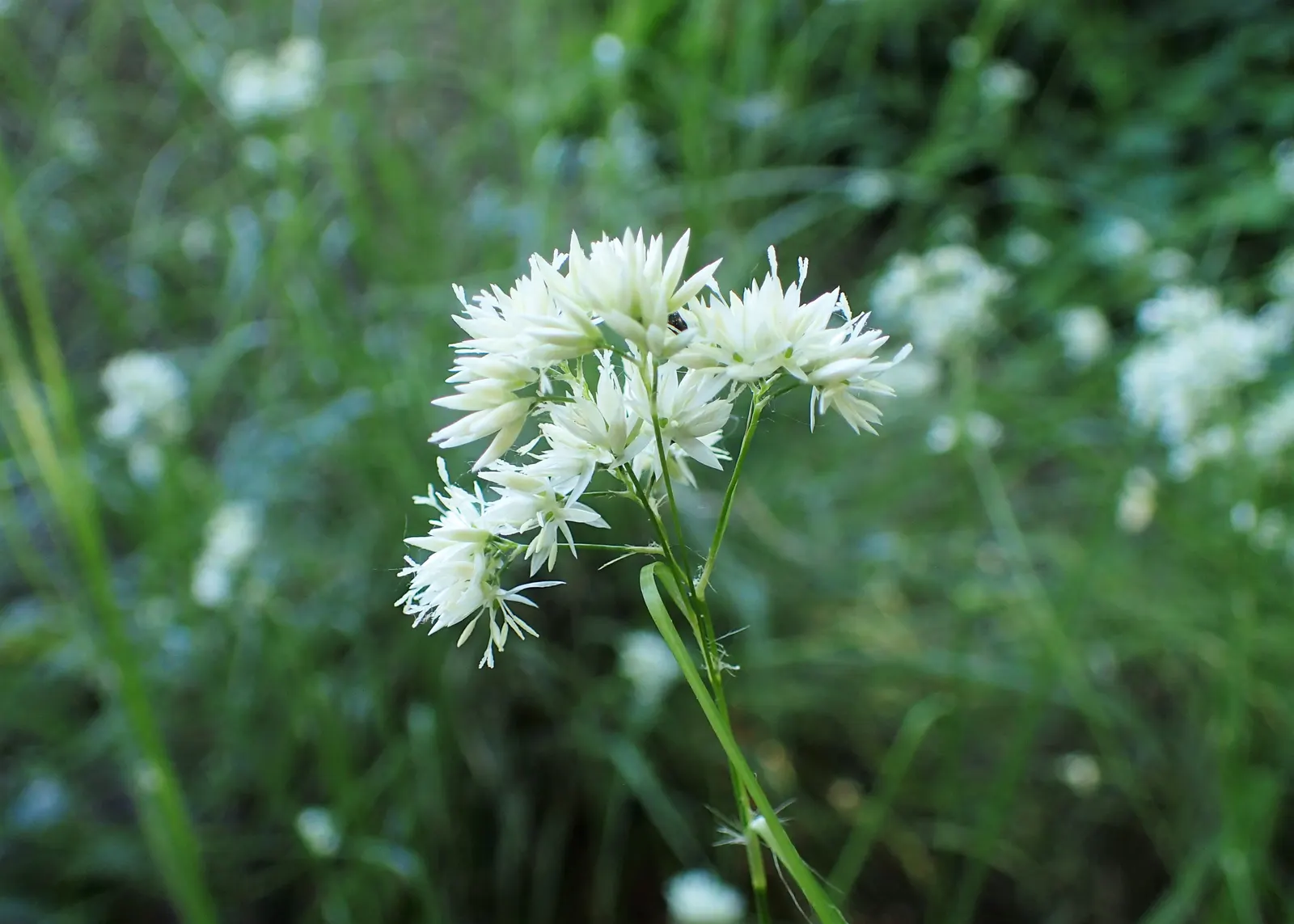 Snowy Wood Rush (Luzula Nivea) — This clumping perennial stands 12-18 inches tall, thriving in part shade to full sun; each leaf blade reaches approximately