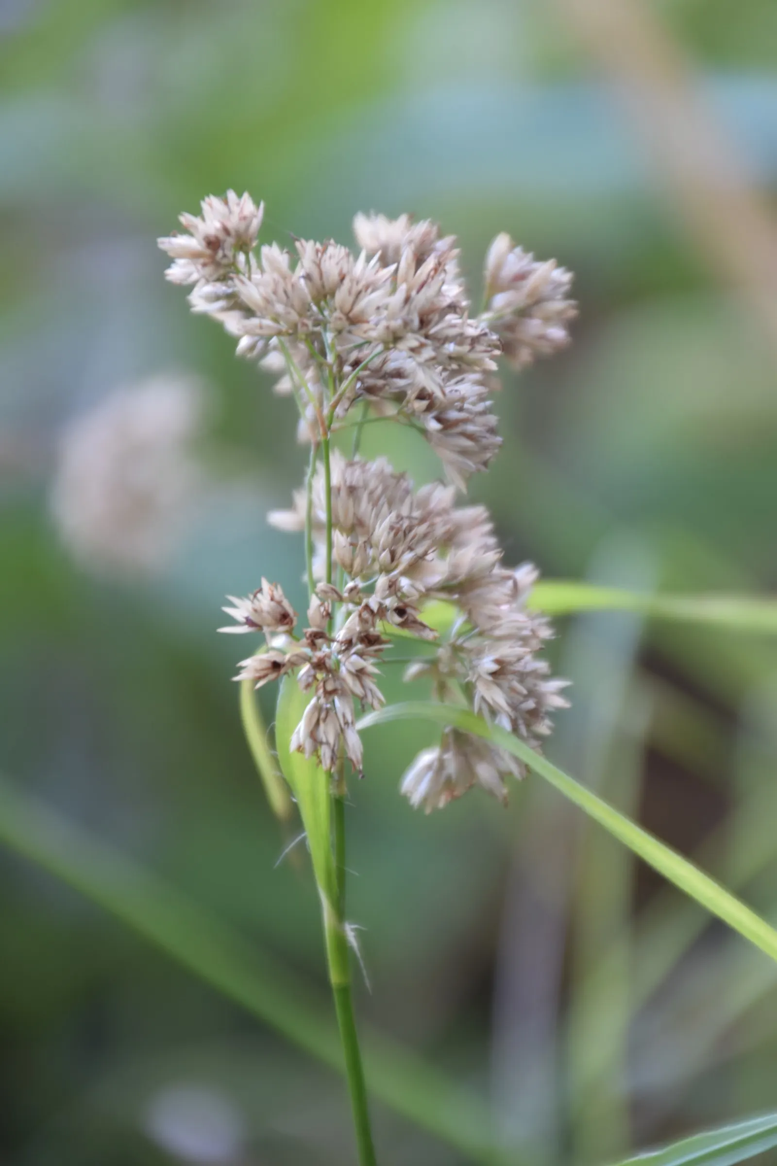 Snowy Wood Rush (Luzula Nivea) — star-like flowers atop slender stalks