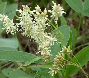 Snowy Wood Rush (Luzula Nivea) — In late spring to early summer