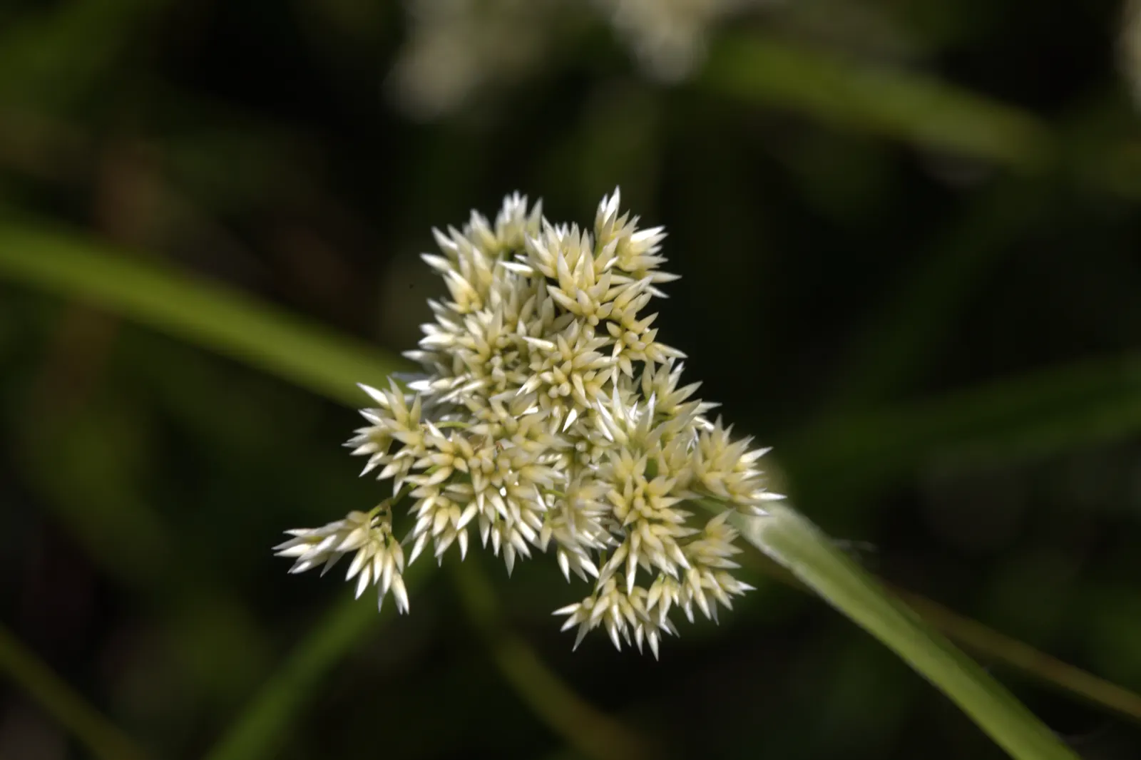 Snowy Wood Rush (Luzula Nivea) — which can rise 6 to 8 inches above the foliage.<br><br>Adaptable and hardy in USDA zones 4 through 7; star-like flowers atop