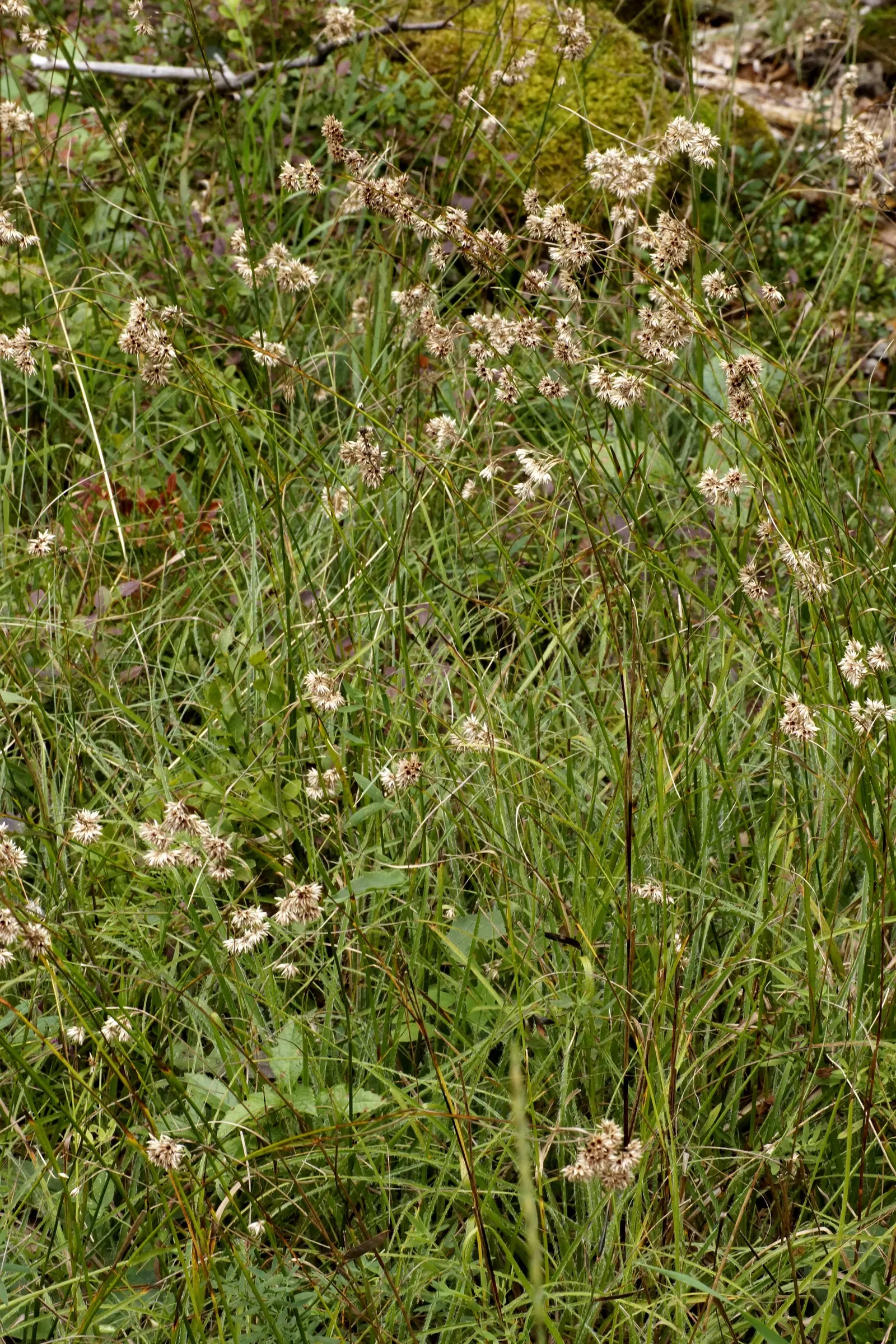 Snowy Wood Rush (Luzula Nivea) — Snowy Wood Rush becomes particularly striking as it bears its white; grass for full or half or shade
