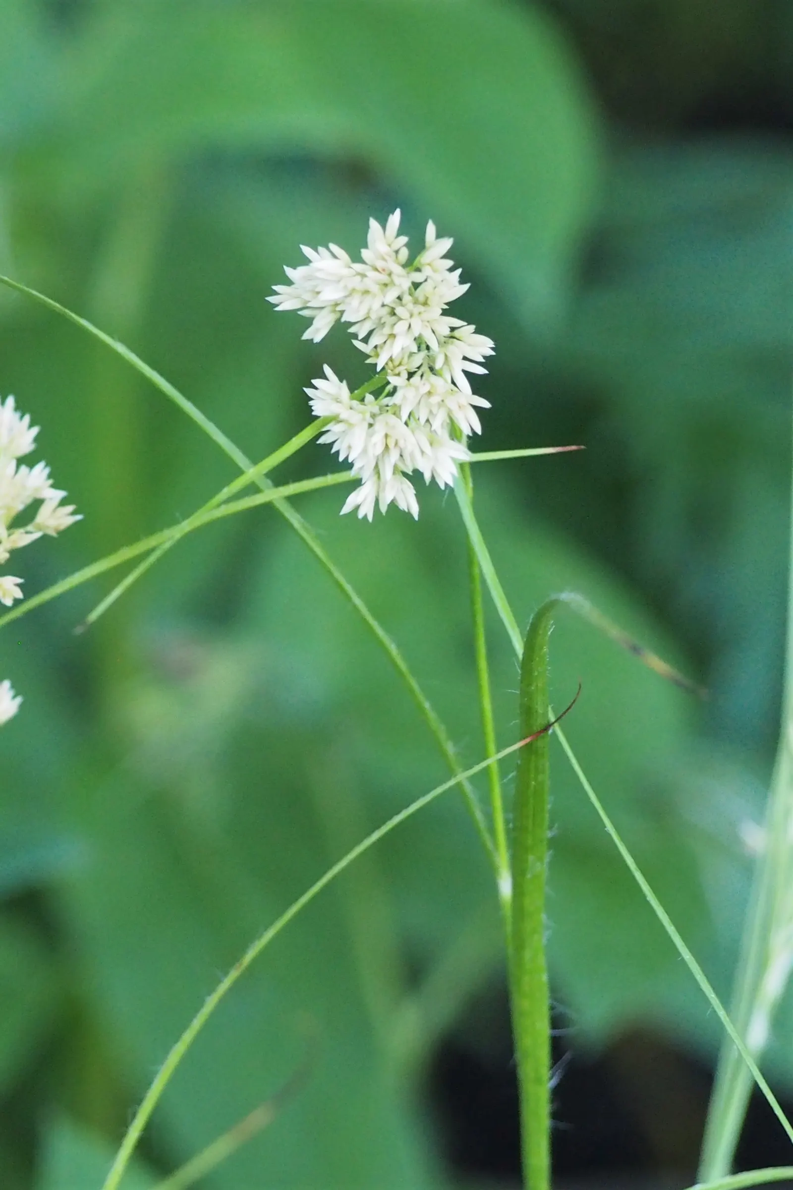 Snowy Wood Rush (Luzula Nivea) — Preferring well-drained soil, it's hardy to Zone 4; it prefers well-drained soil with consistent moisture