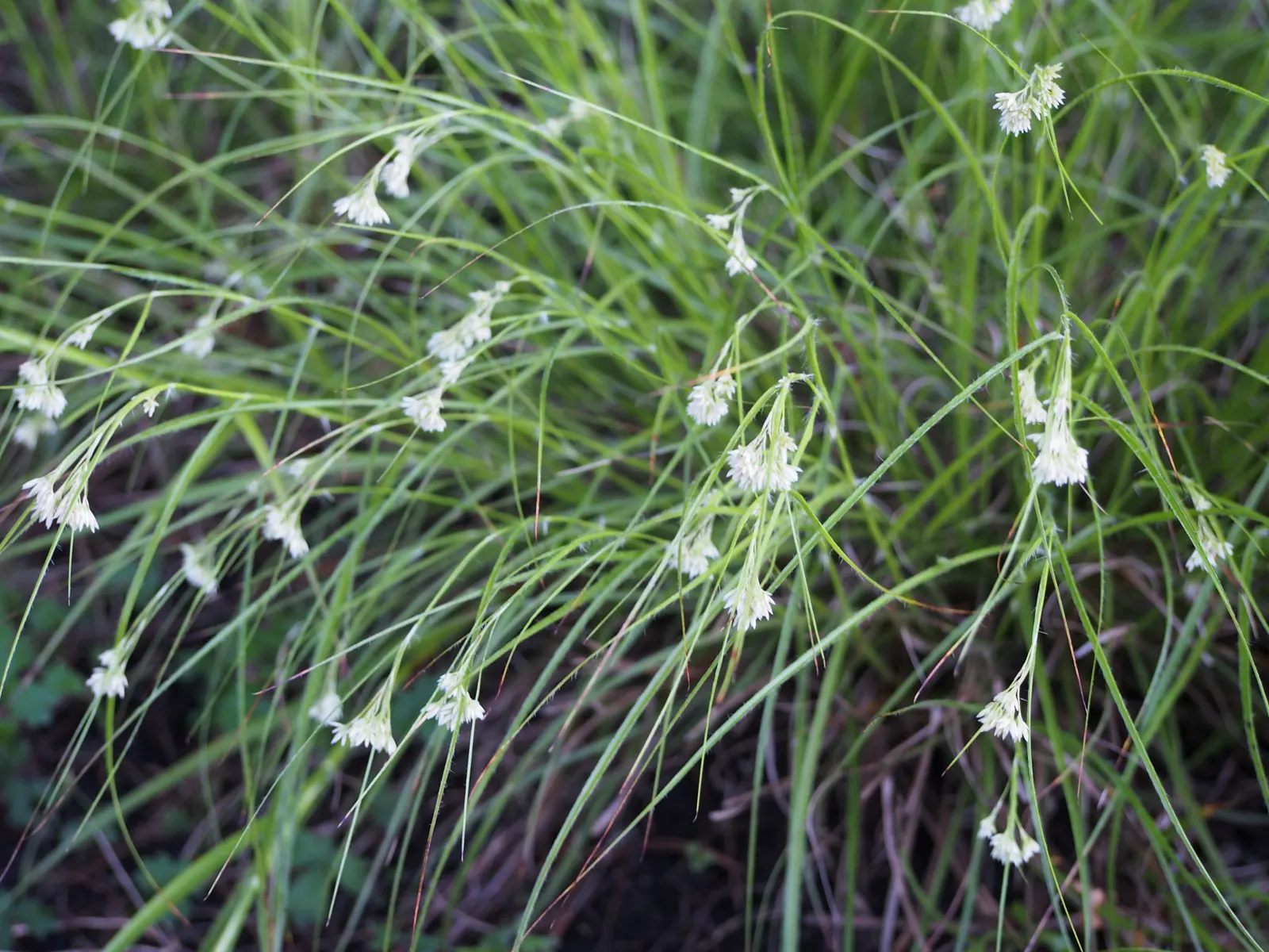 Snowy Wood Rush (Luzula Nivea) — clump-forming perennial that brings a touch of elegance to any garden space; this ornamental grass stands out with its tufted