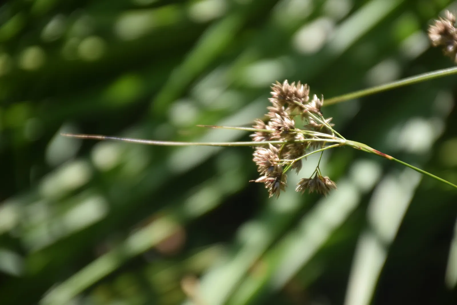 Snowy Wood Rush (Luzula Nivea) — which can rise 6 to 8 inches above the foliage.<br><br>Adaptable and hardy in USDA zones 4 through 7