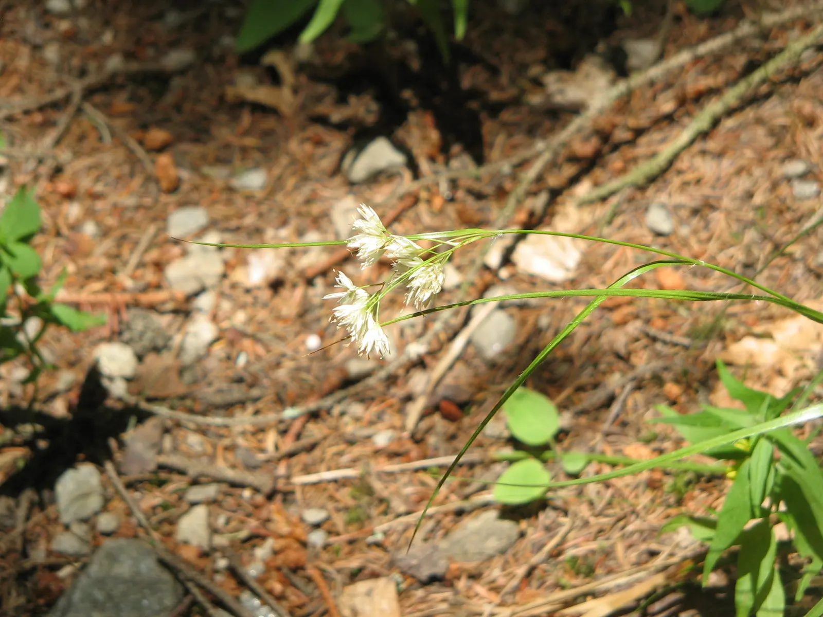 Snowy Wood Rush (Luzula Nivea) — This ornamental grass stands out with its tufted foliage and impressive; luzula nivea thrives in partial to full shade