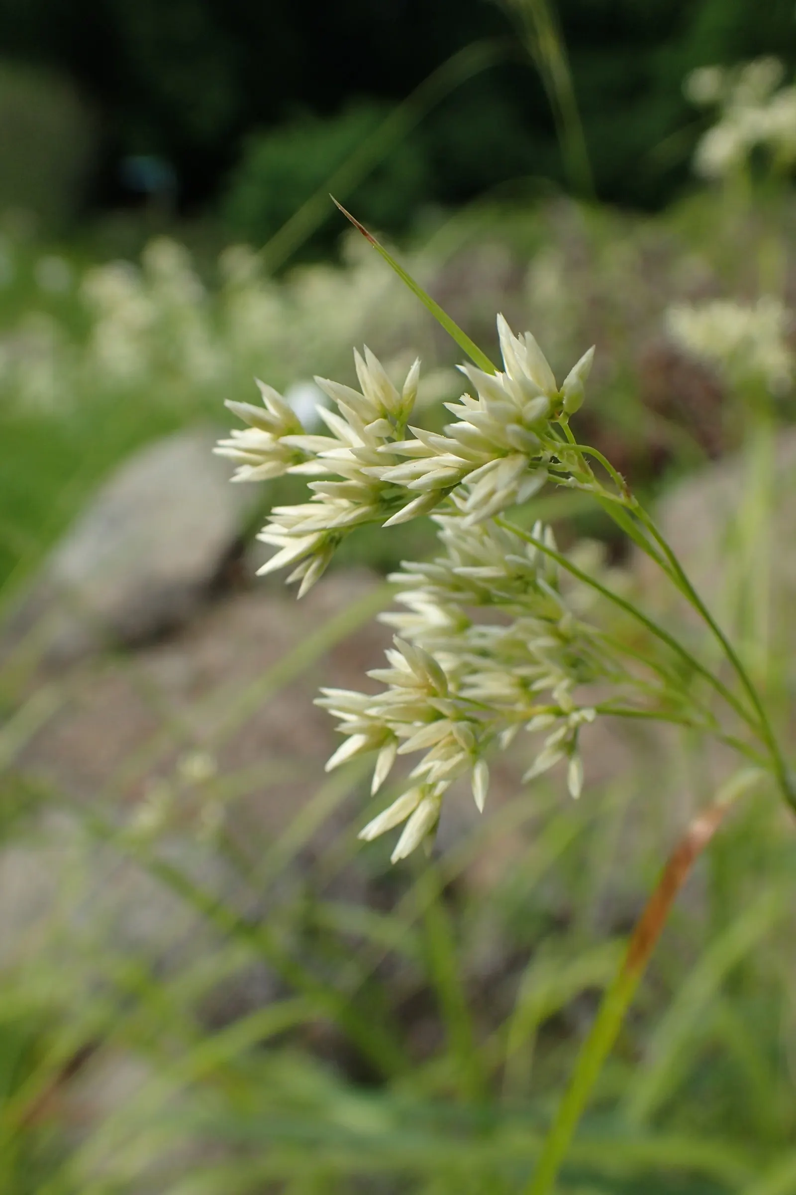 Snowy Wood Rush (Luzula Nivea) — Luzula nivea thrives in partial to full shade