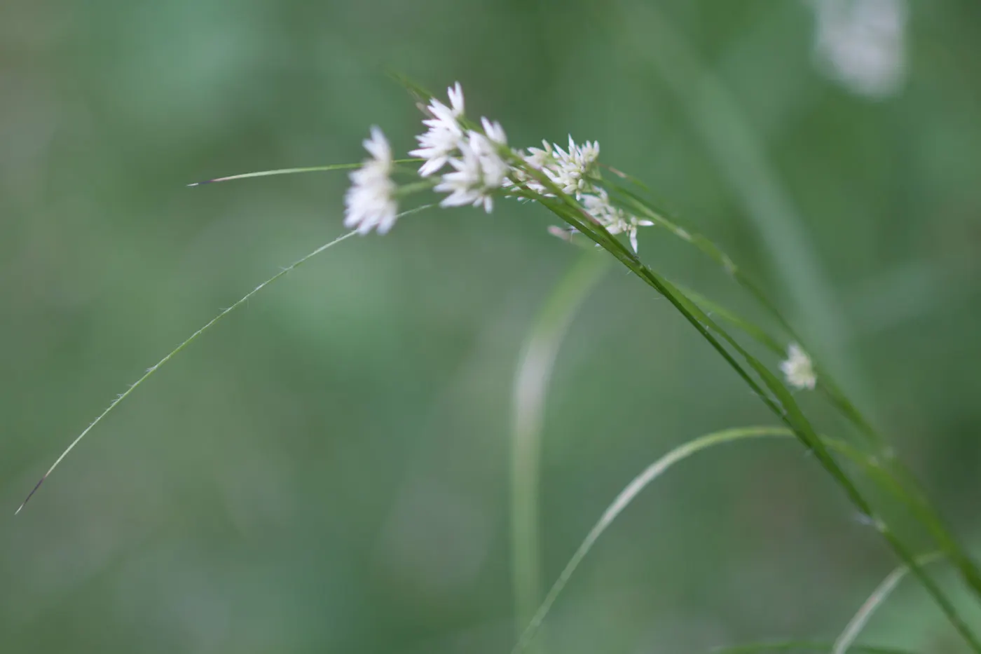 Snowy Wood Rush (Luzula Nivea) — Its evergreen foliage provides year-round interest, making it an ideal groundcover or accent plant