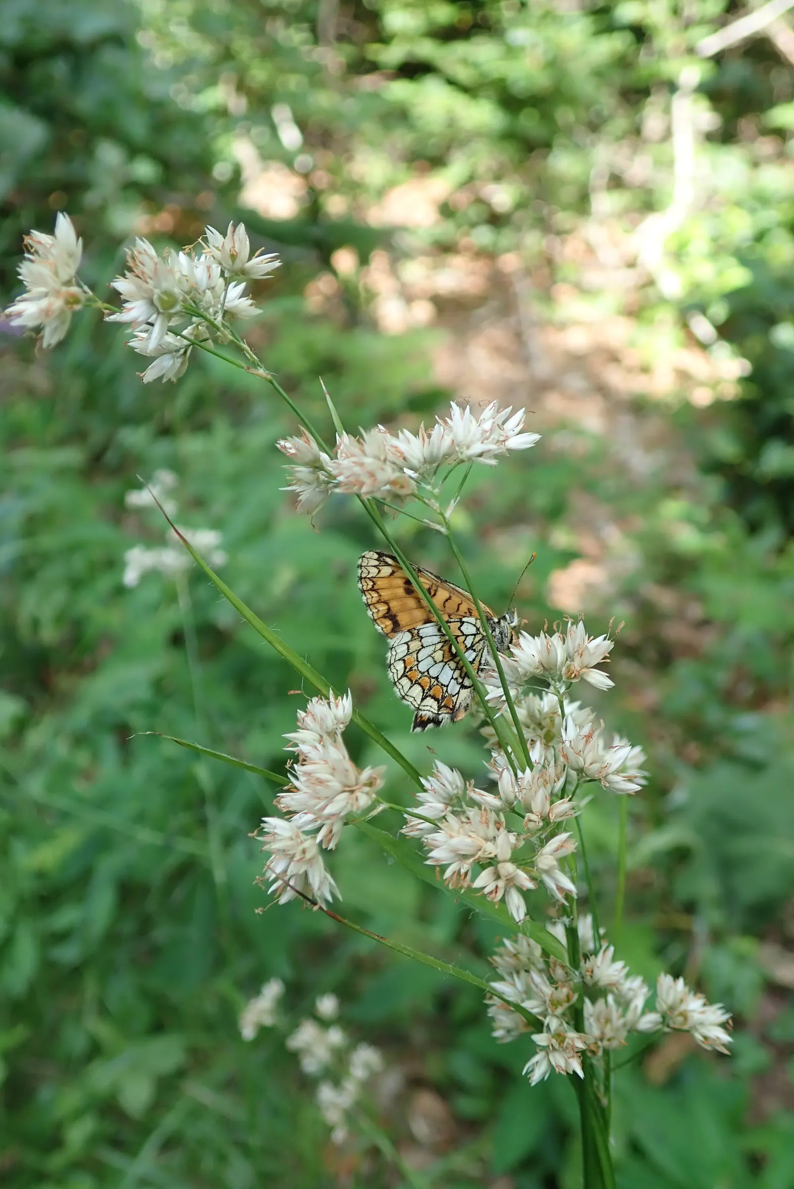 Snowy Wood Rush (Luzula Nivea) — Snowy Wood Rush becomes particularly striking as it bears its white