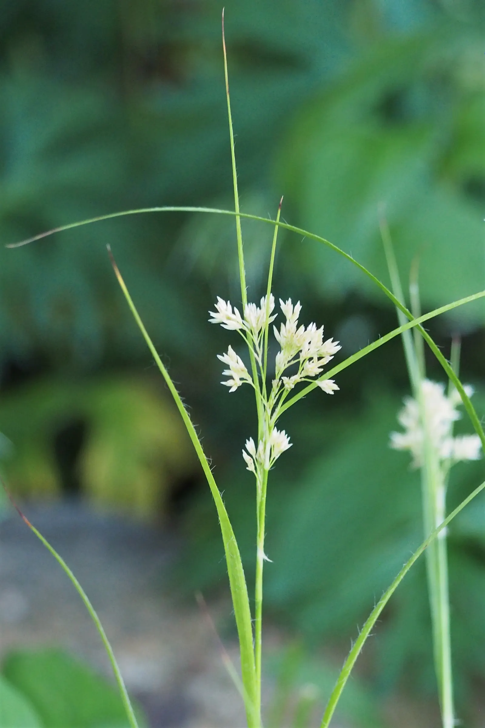 Snowy Wood Rush (Luzula Nivea) — Luzula nivea, or Snowy Wood Rush, graces gardens with its delicate white blooms; its evergreen foliage provides year-round