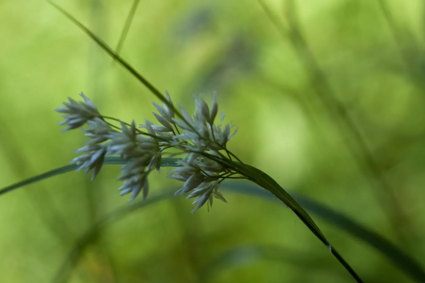 Snowy Wood Rush (Luzula Nivea) — more commonly known as Snowy Wood Rush