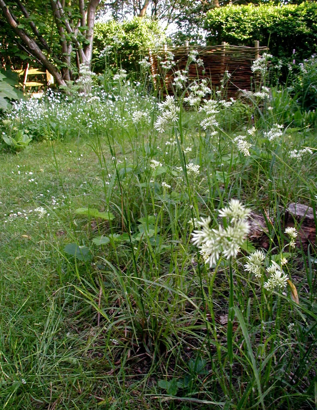 Snowy Wood Rush (Luzula Nivea) — Low maintenance and offering summer interest