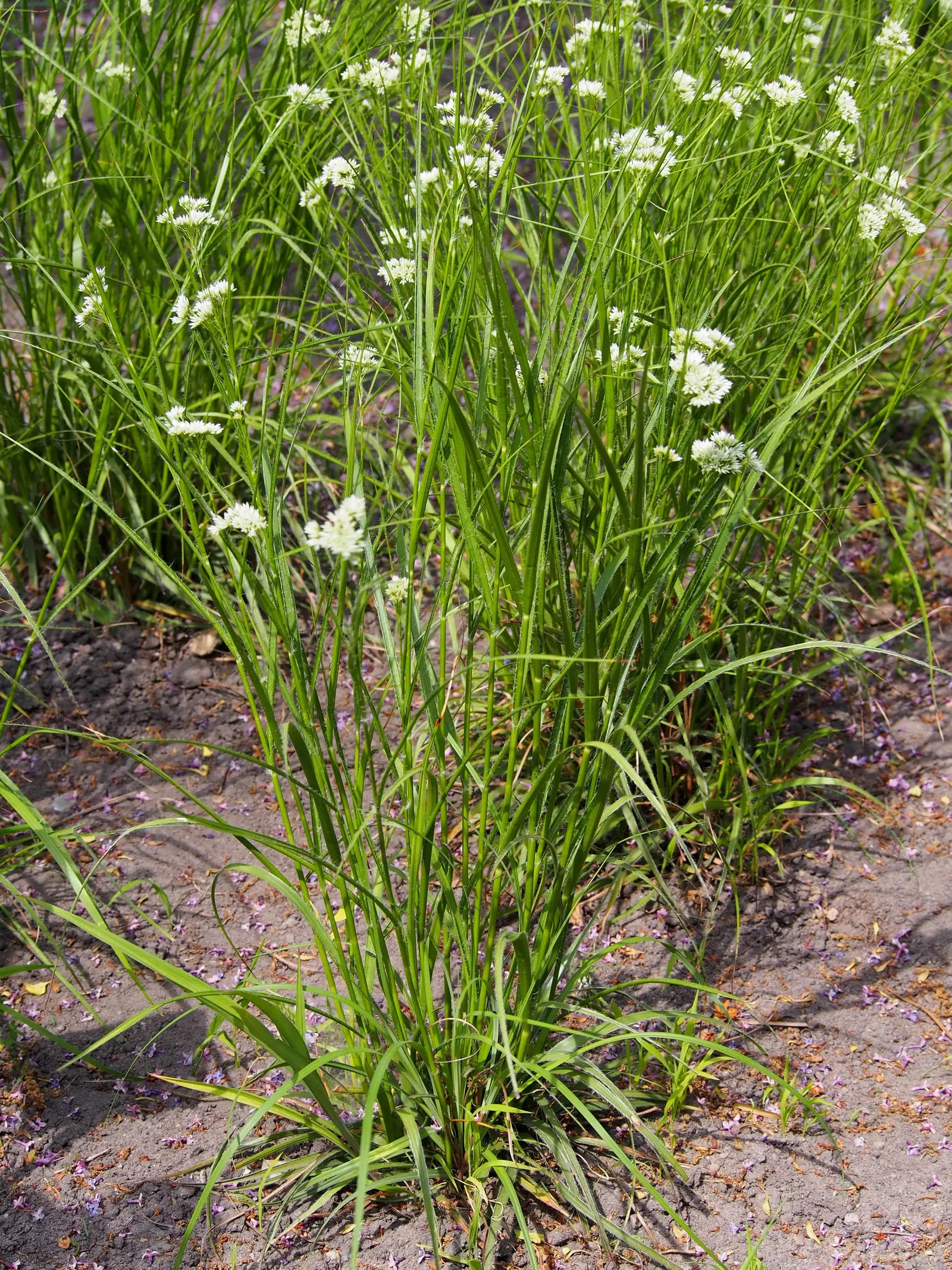 Snowy Wood Rush (Luzula Nivea) — Low maintenance and offering summer interest; creating a dense mound of slender