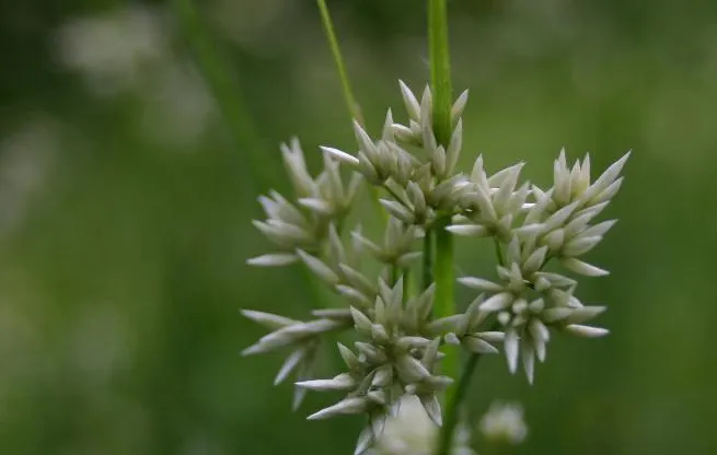 Snowy Wood Rush (Luzula Nivea) — it's a favored choice for naturalistic and woodland garden designs; making it an ideal choice for woodland gardens or shaded
