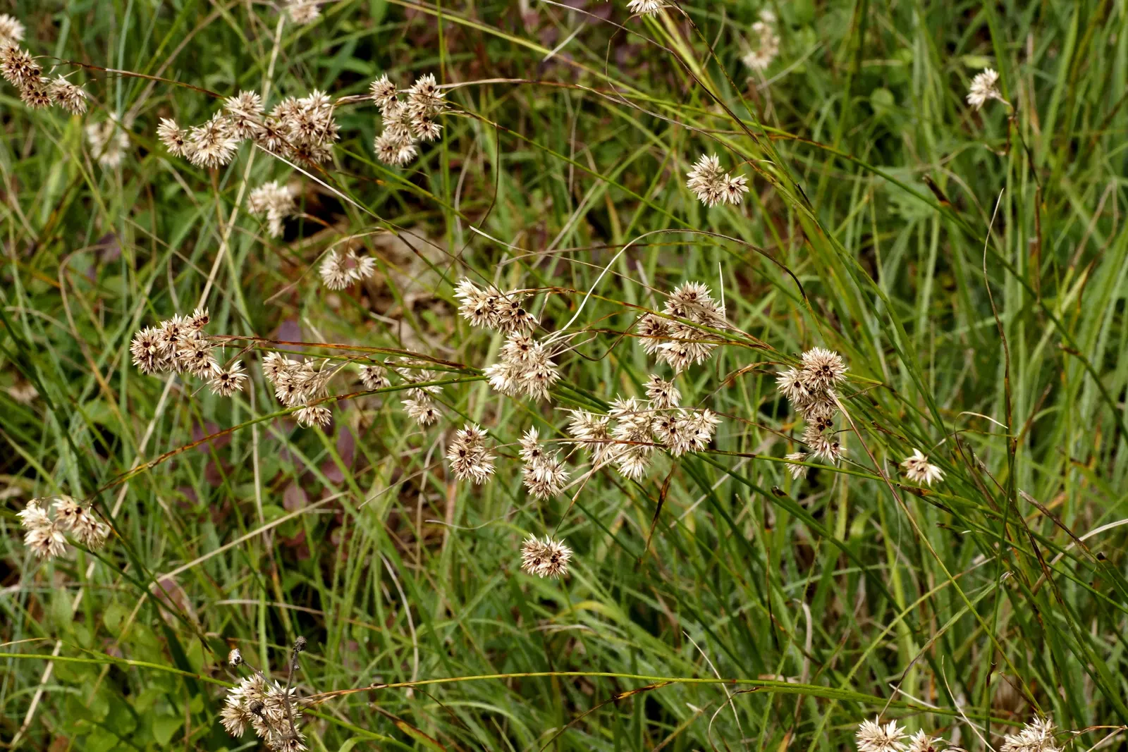 Snowy Wood Rush (Luzula Nivea) — creating a dense mound of slender; luzula nivea, or Snowy Wood Rush, graces gardens with its delicate white blooms